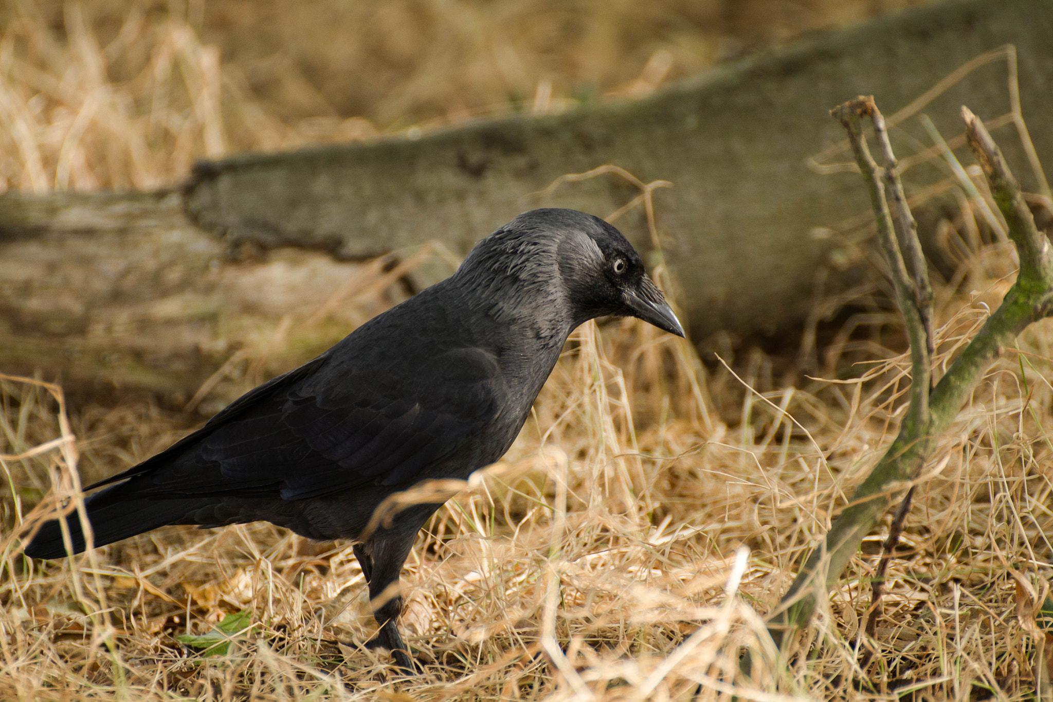 Canon EOS 7D + Tamron SP 70-300mm F4-5.6 Di VC USD sample photo. Western jackdaw photography