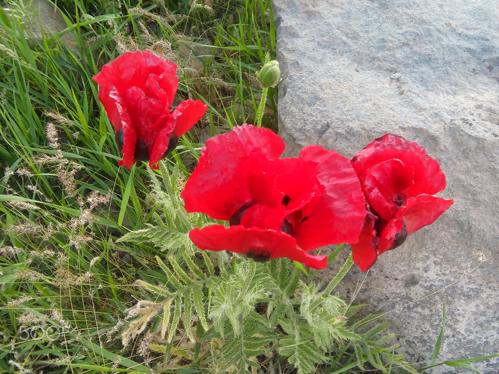 LG L Bello sample photo. Red flowers photography