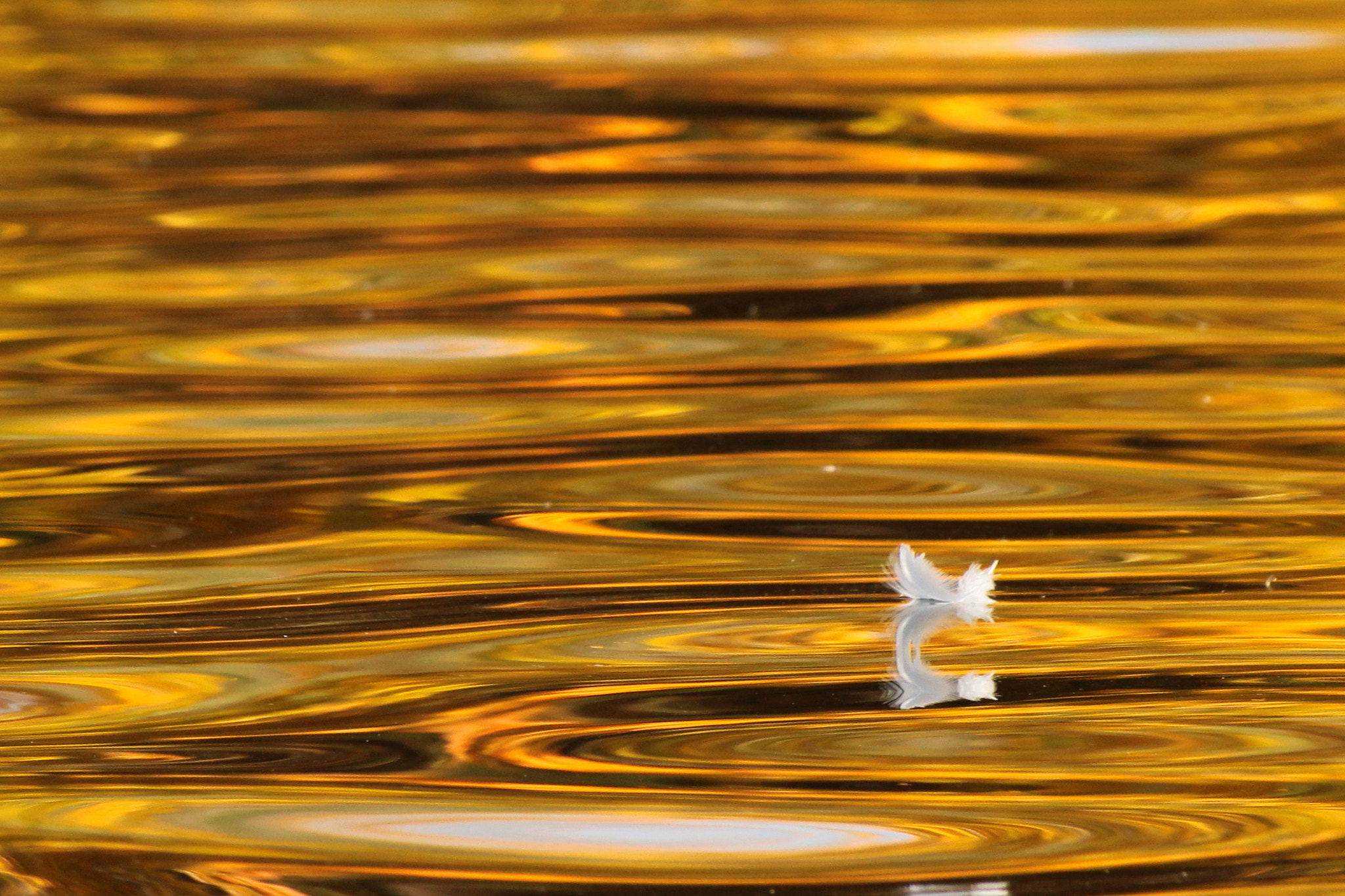 Canon EF-S 55-250mm F4-5.6 IS II sample photo. Feather on gold photography