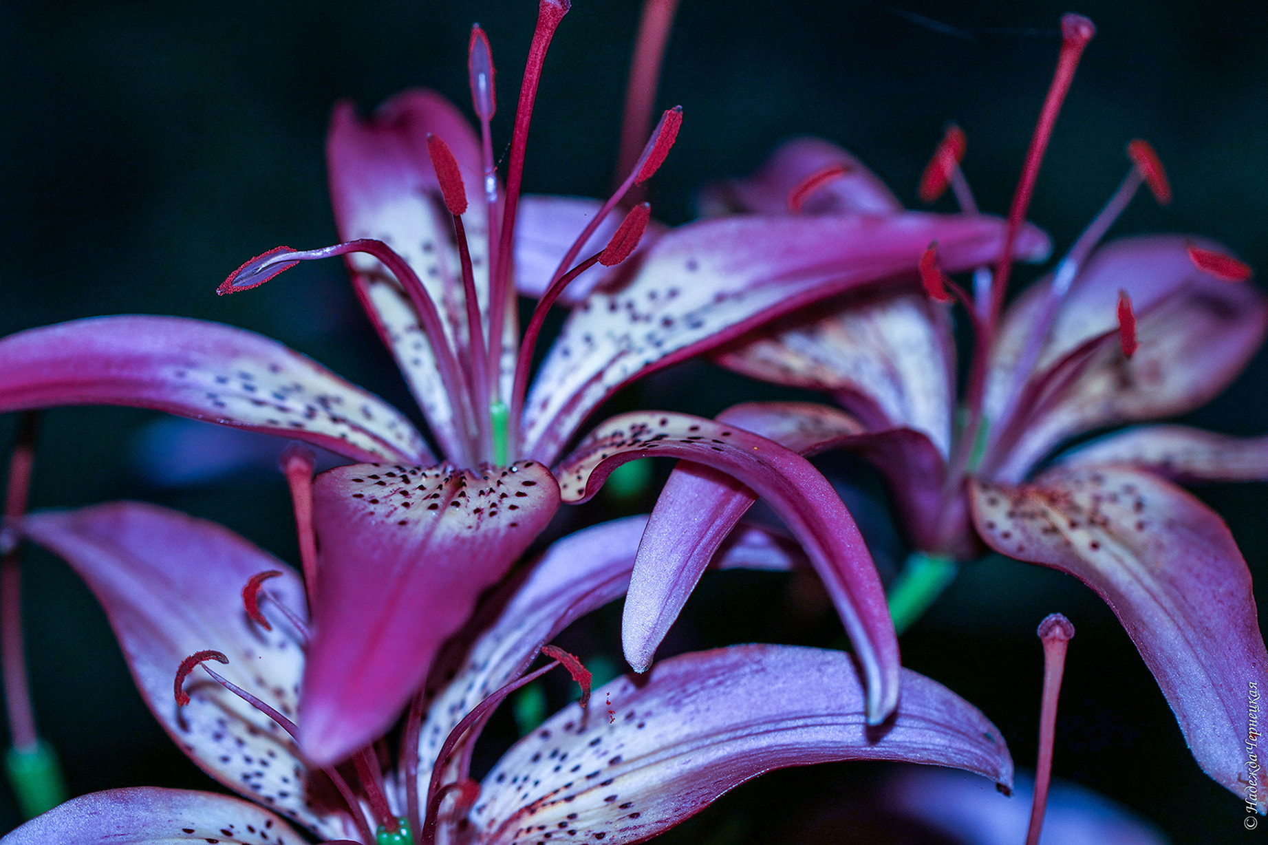 Canon EOS 750D (EOS Rebel T6i / EOS Kiss X8i) + Canon EF 100mm F2.8L Macro IS USM sample photo. В лунном свете. in the moonlight. photography