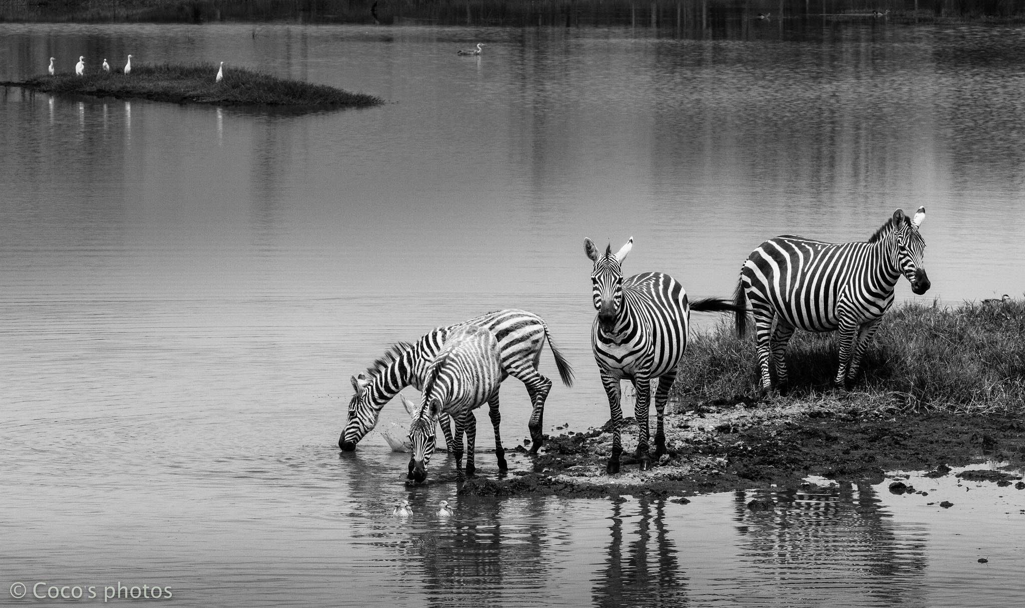 Canon EOS 7D sample photo. Drinking zebra photography