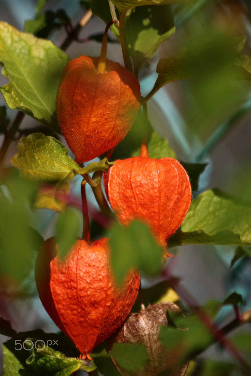 Canon EF 70-300mm F4-5.6 IS USM sample photo. Orange chinese lanterns photography