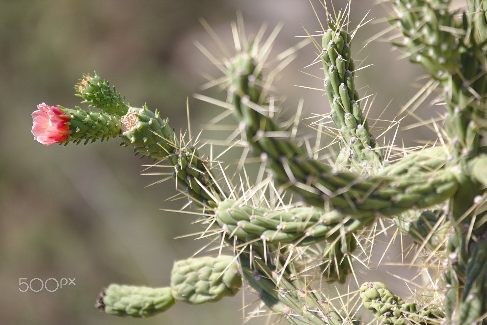 Sigma 70-200mm F2.8 EX DG OS HSM sample photo. Cactus @ ibiza photography