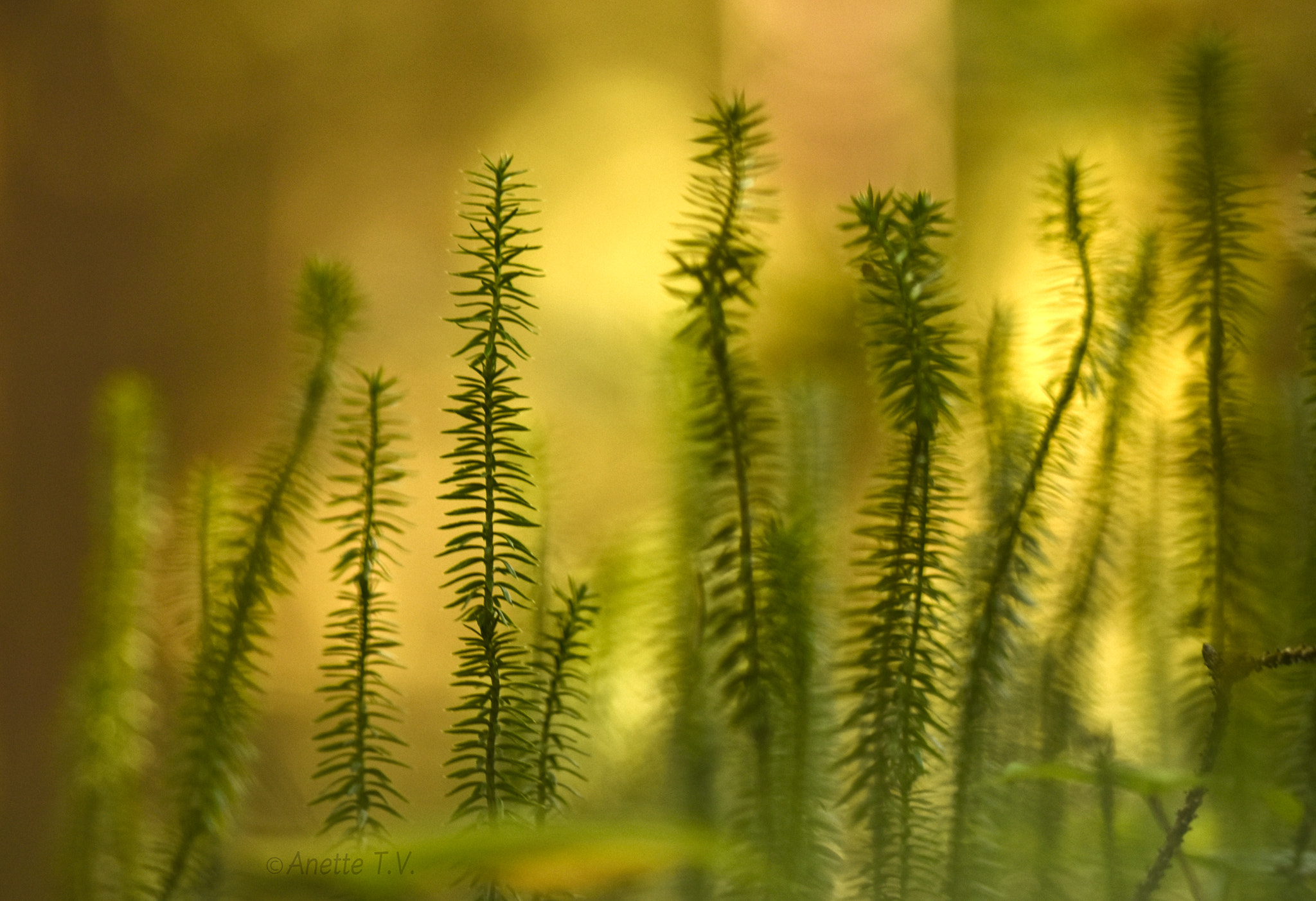Nikon AF-S Micro-Nikkor 105mm F2.8G IF-ED VR sample photo. Light show .. photography