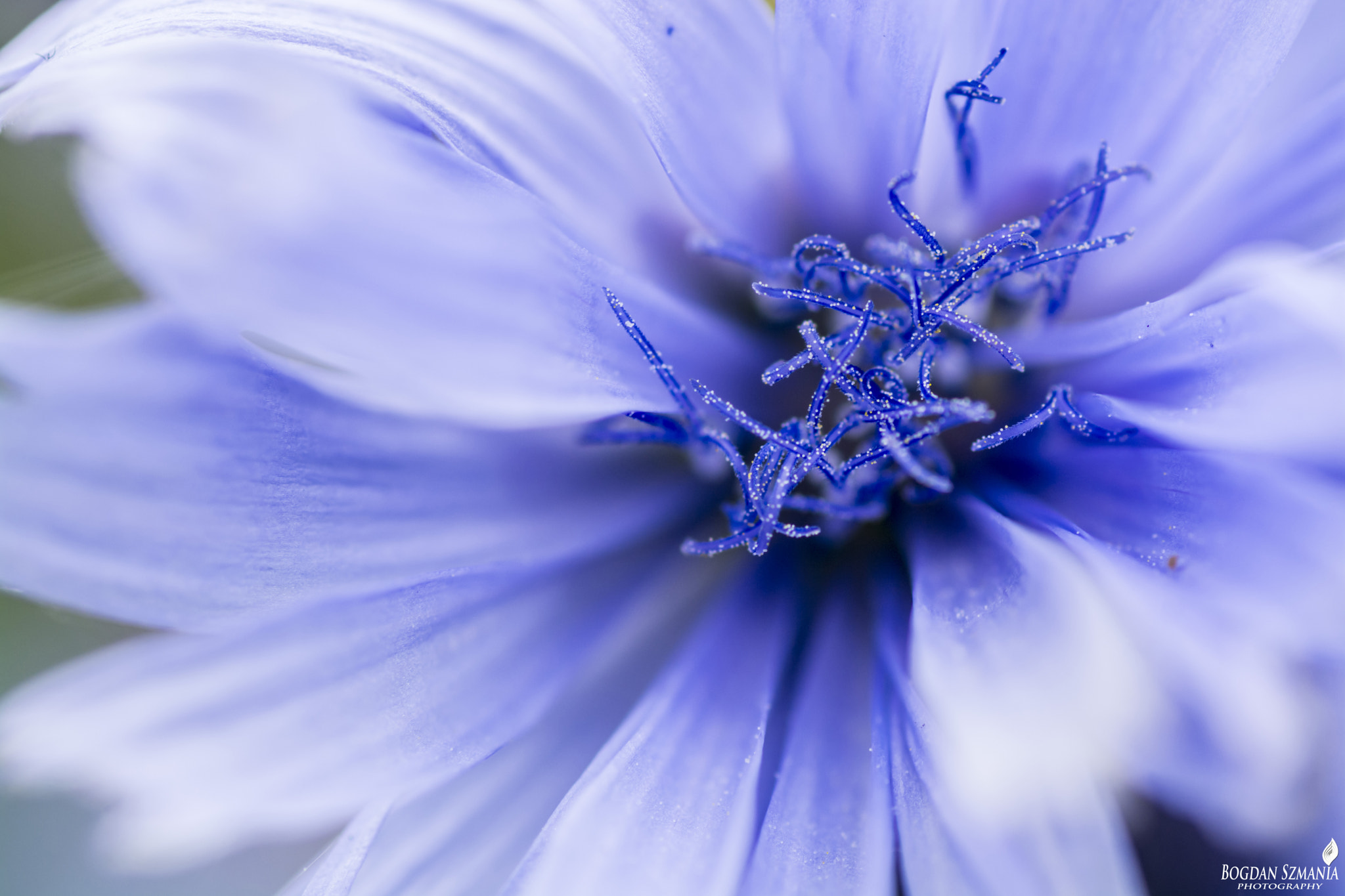 Nikon D5200 + Tamron SP 90mm F2.8 Di VC USD 1:1 Macro sample photo. Blue photography