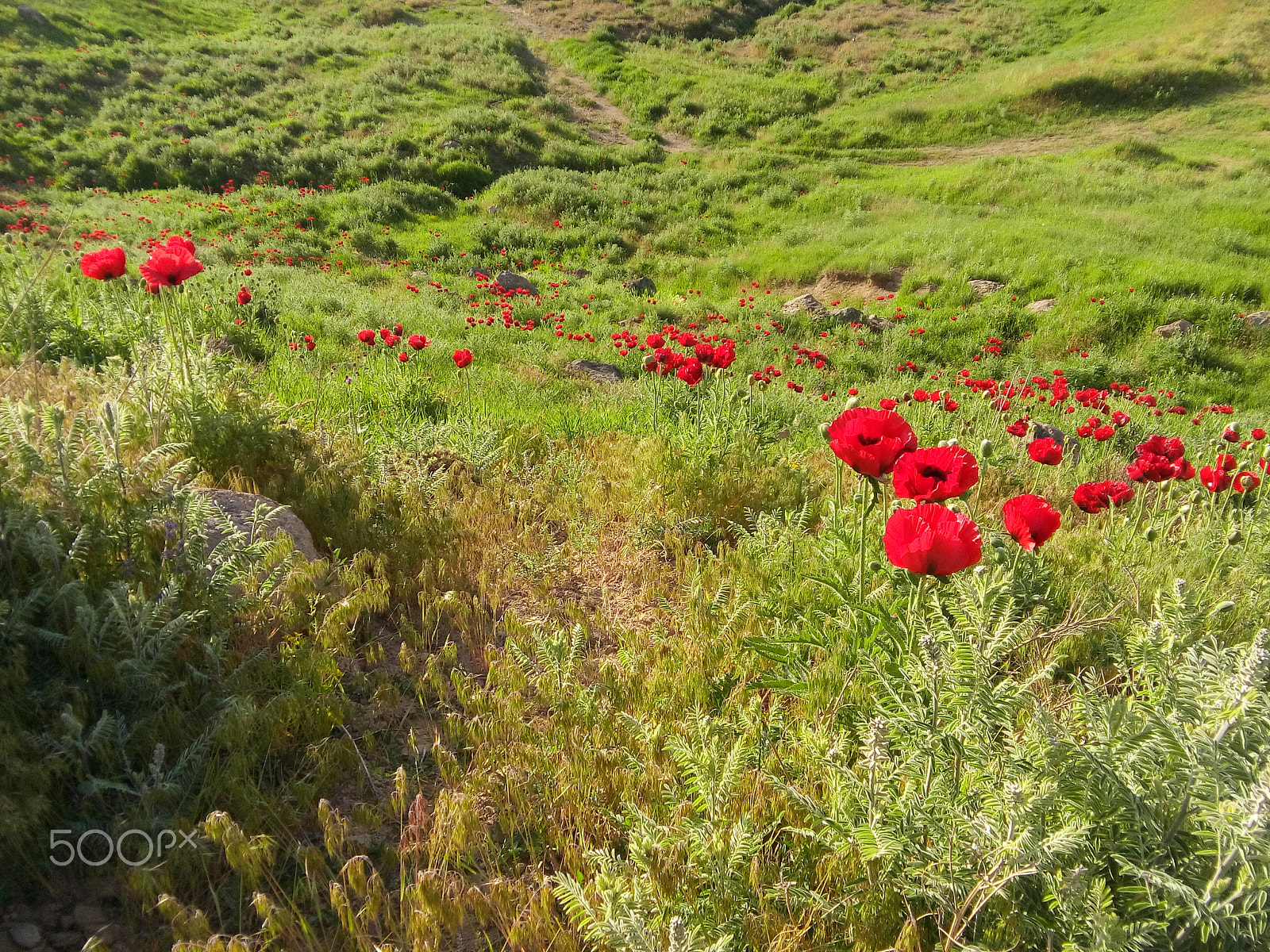 LG L Bello sample photo. Spring field photography