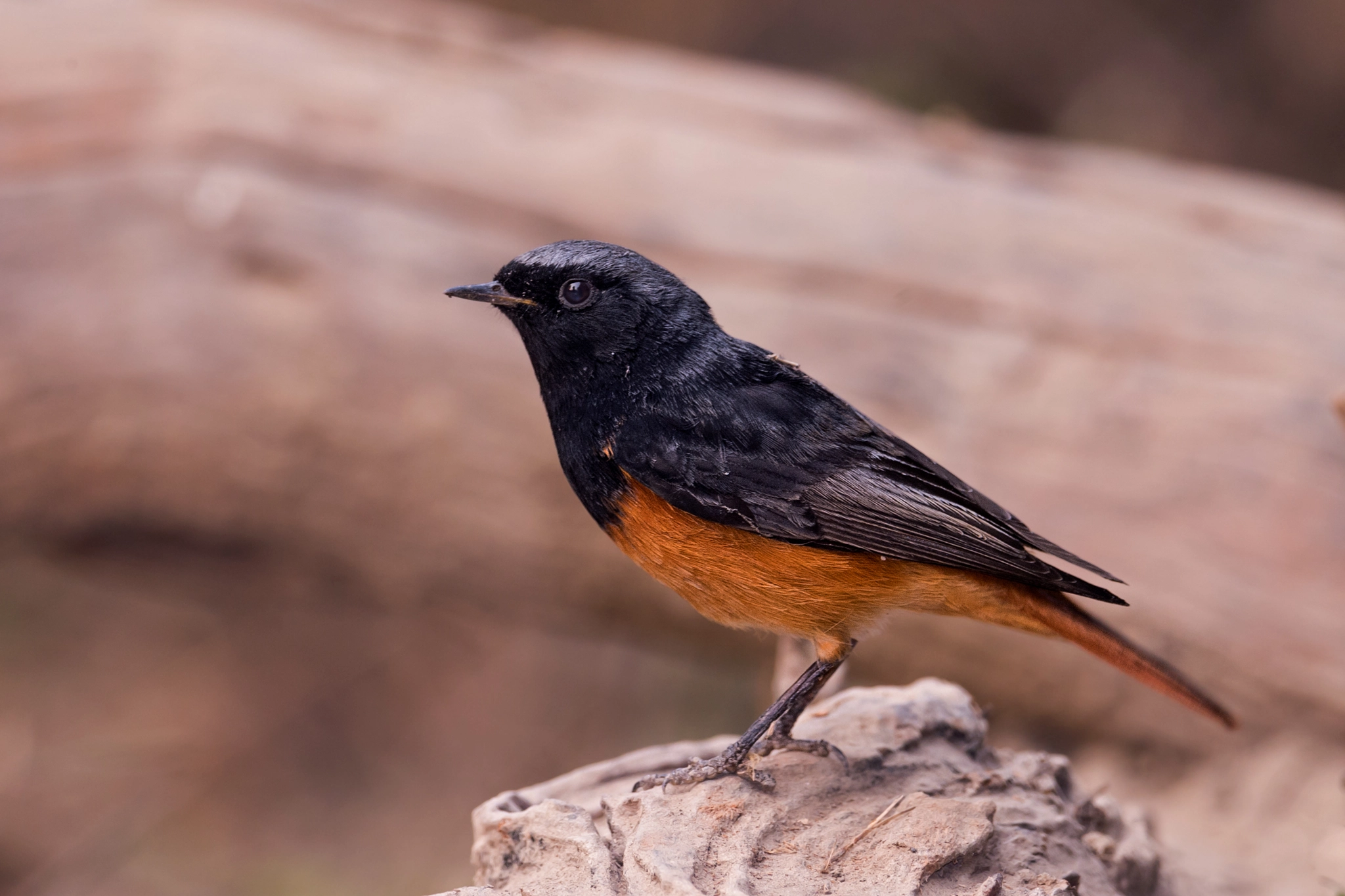 Nikon D4 + Nikon AF-S Nikkor 800mm F5.6E FL ED VR sample photo. Common redstartphoenicurus phoenicurusকল গরদ photography