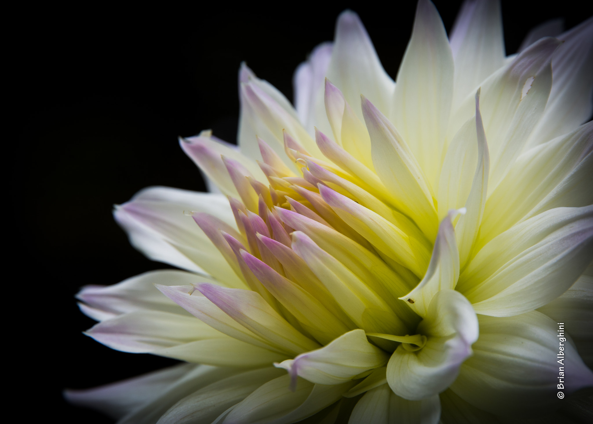Nikon D7100 + Sigma 24-105mm F4 DG OS HSM Art sample photo. Dahlia #30 photography
