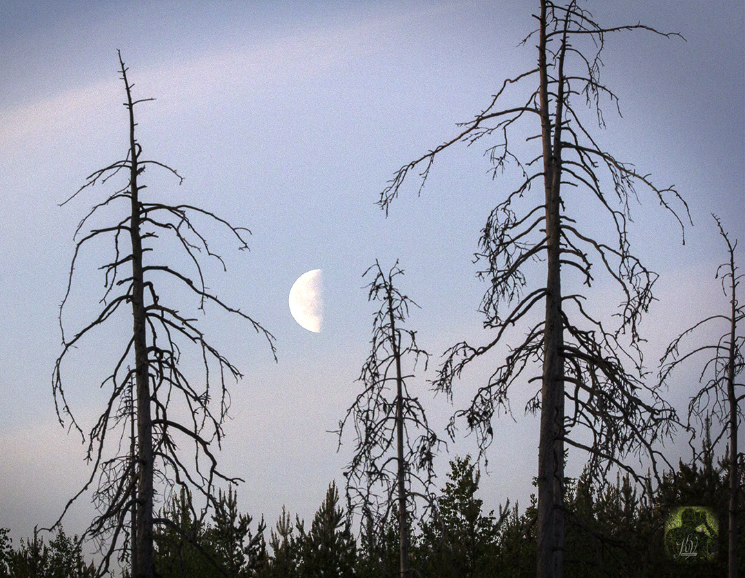 Sigma 150-600mm F5-6.3 DG OS HSM | C sample photo. The moon over east finland photography