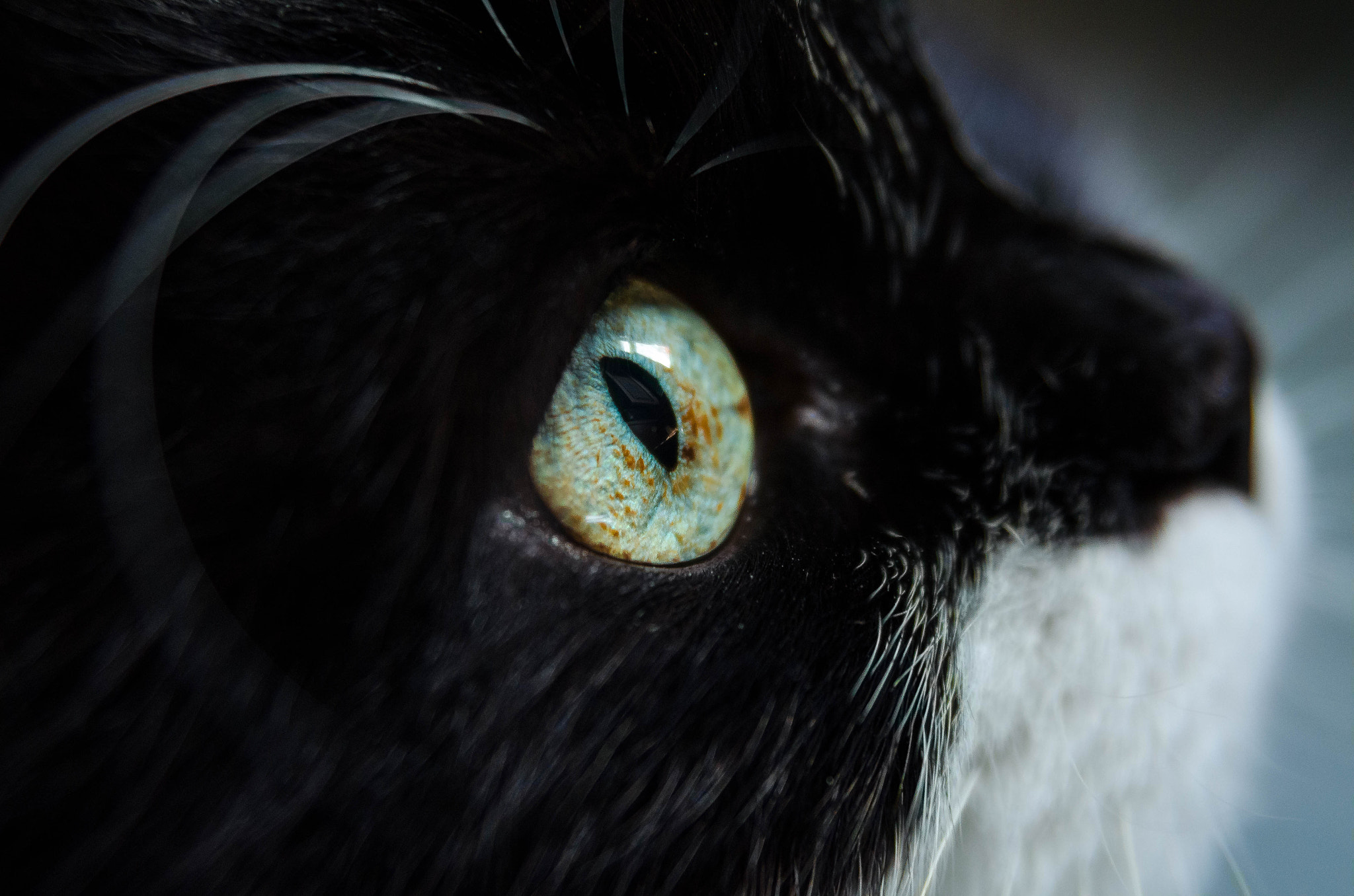 Nikon AF Nikkor 24-85mm F2.8-4D IF sample photo. Musetta photography