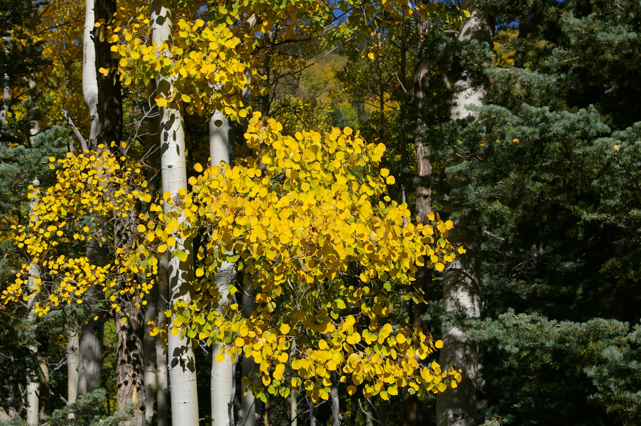 Pentax *ist DL + Pentax smc DA 18-55mm F3.5-5.6 AL sample photo. Fall colors-the aspens turn in new mexico photography