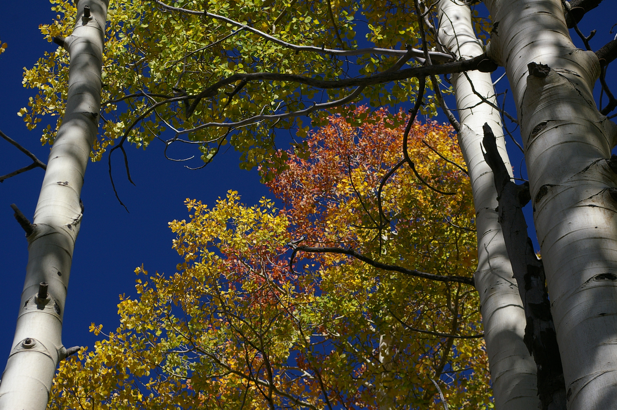 Pentax *ist DL sample photo. Fall colors-the aspens turn in new mexico photography