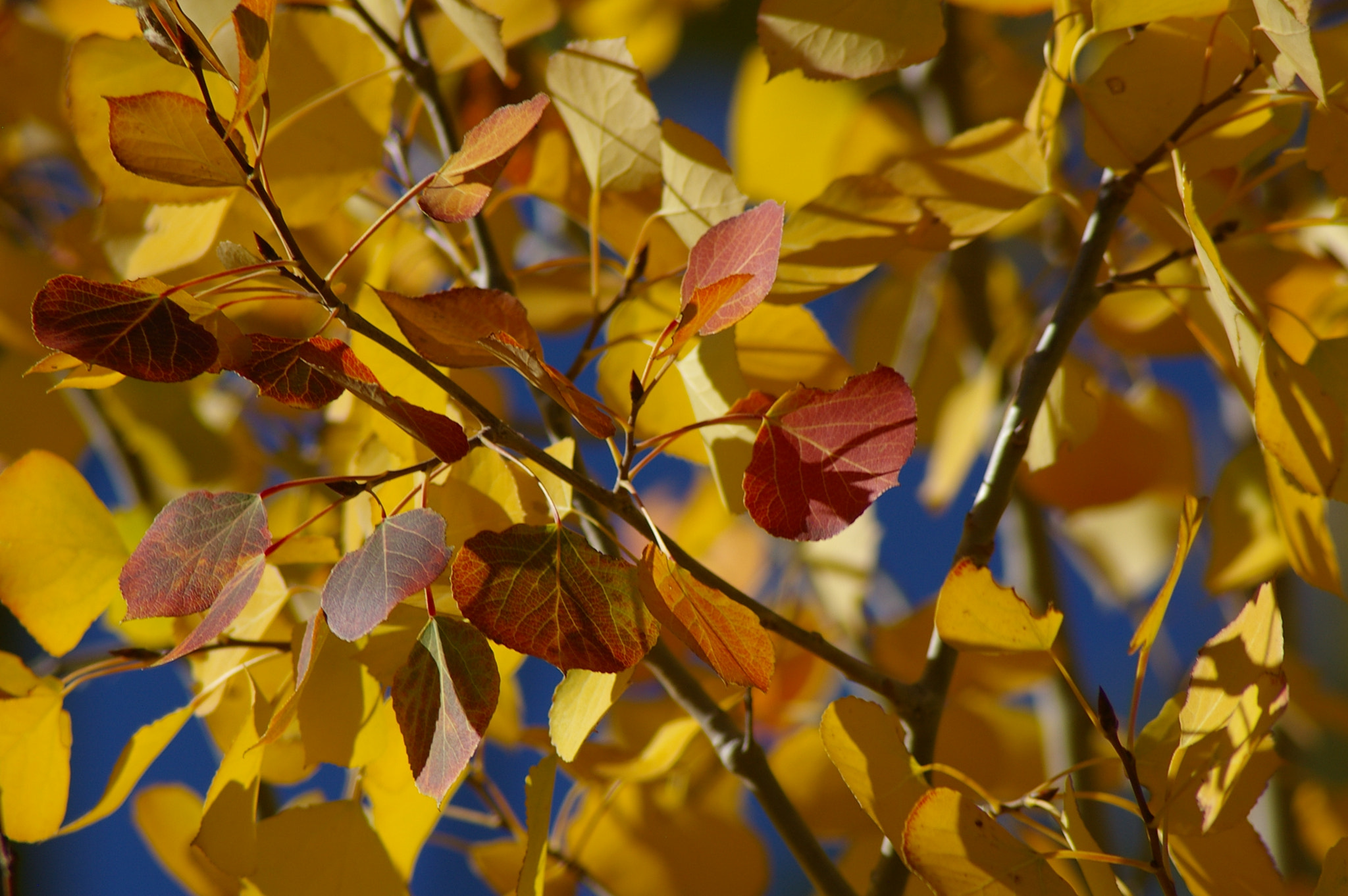 Pentax *ist DL + Tamron AF 70-300mm F4-5.6 Di LD Macro sample photo. Fall colors-the aspens turn in new mexico photography