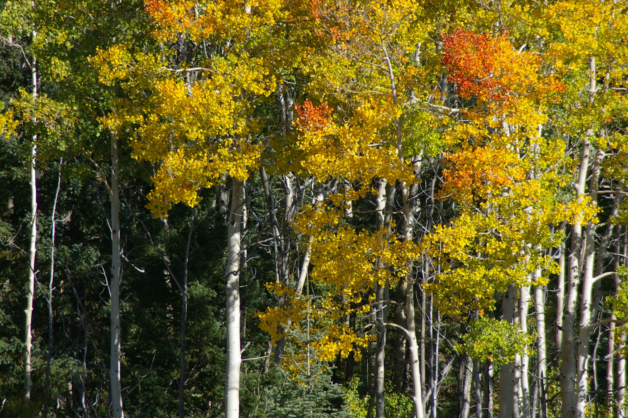 Pentax *ist DL + Tamron AF 70-300mm F4-5.6 Di LD Macro sample photo. Fall colors-the aspens turn in new mexico photography