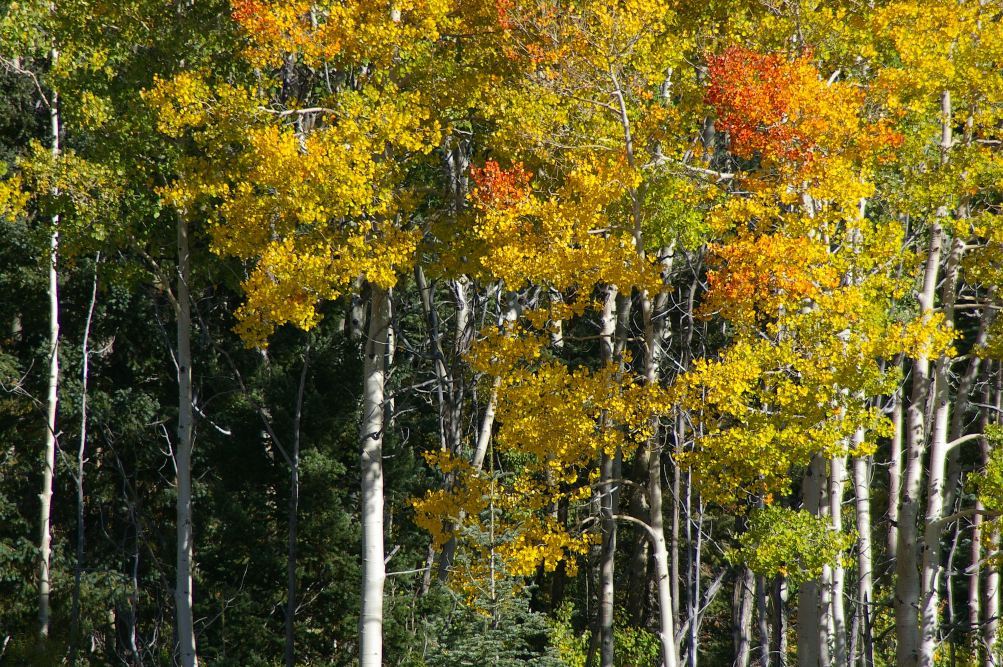 Pentax *ist DL sample photo. Fall colors-the aspens turn in new mexico photography