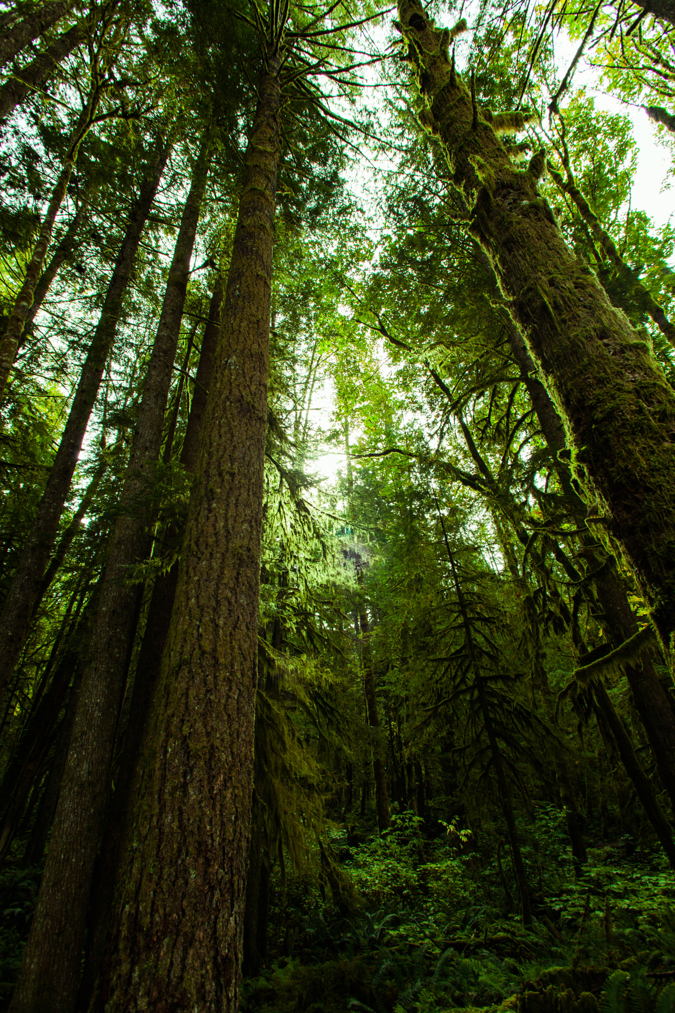 Canon EF 17-35mm f/2.8L sample photo. Trees photography
