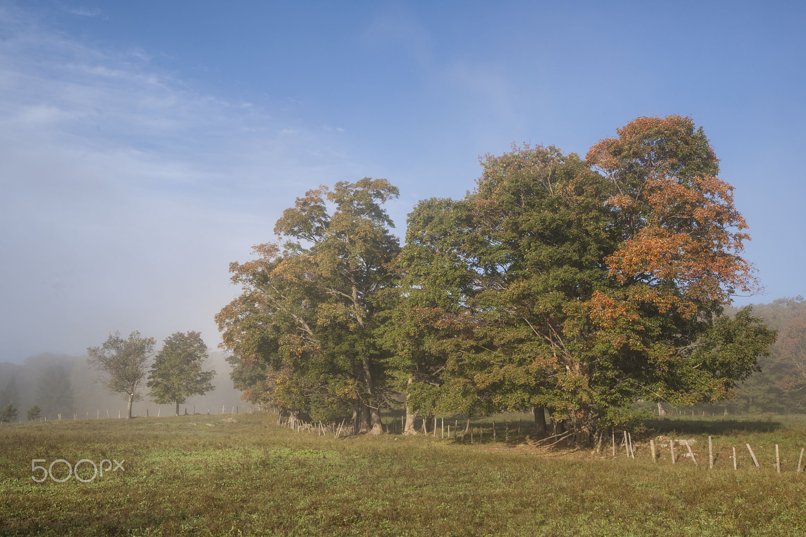 Sony Alpha DSLR-A900 sample photo. Trees in the fog photography