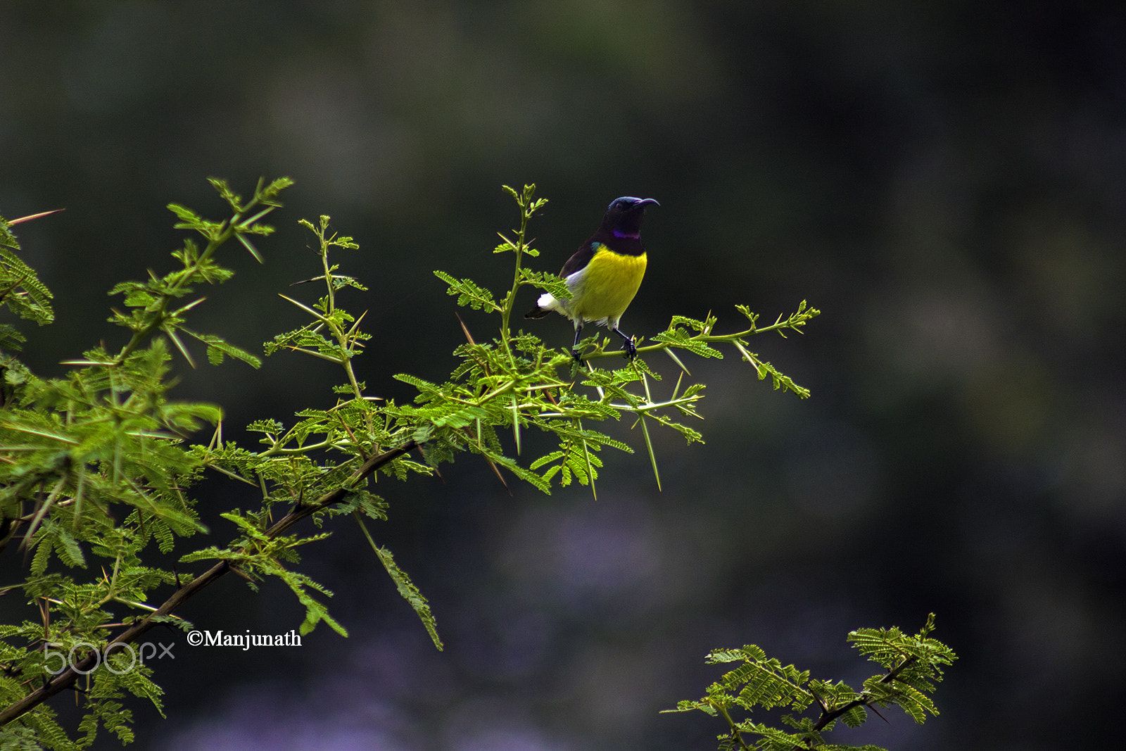 Canon EF 75-300mm f/4-5.6 USM sample photo. Yellow green photography
