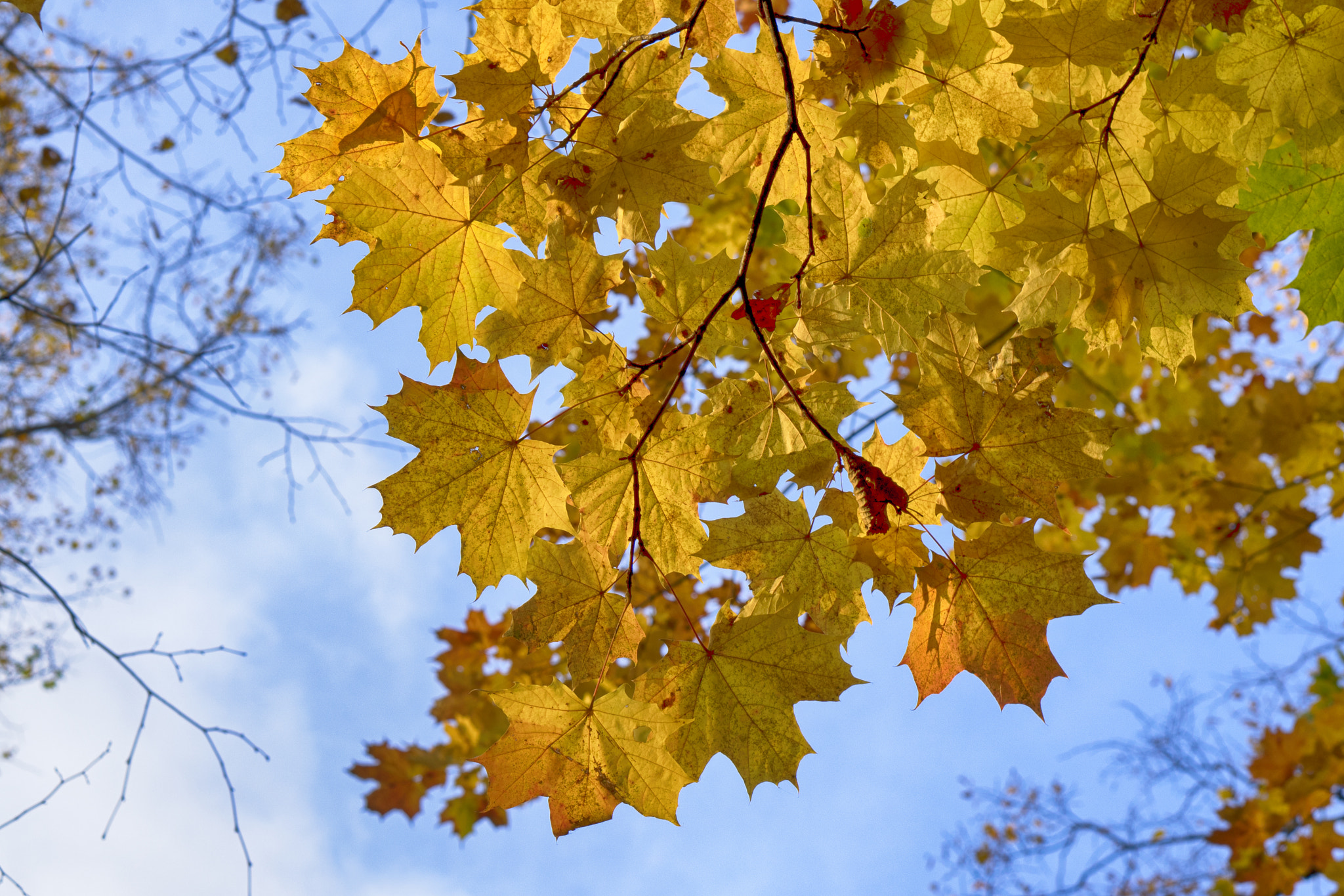 Sony a7 + E 50mm F1.8 OSS sample photo. Yellow on blue photography