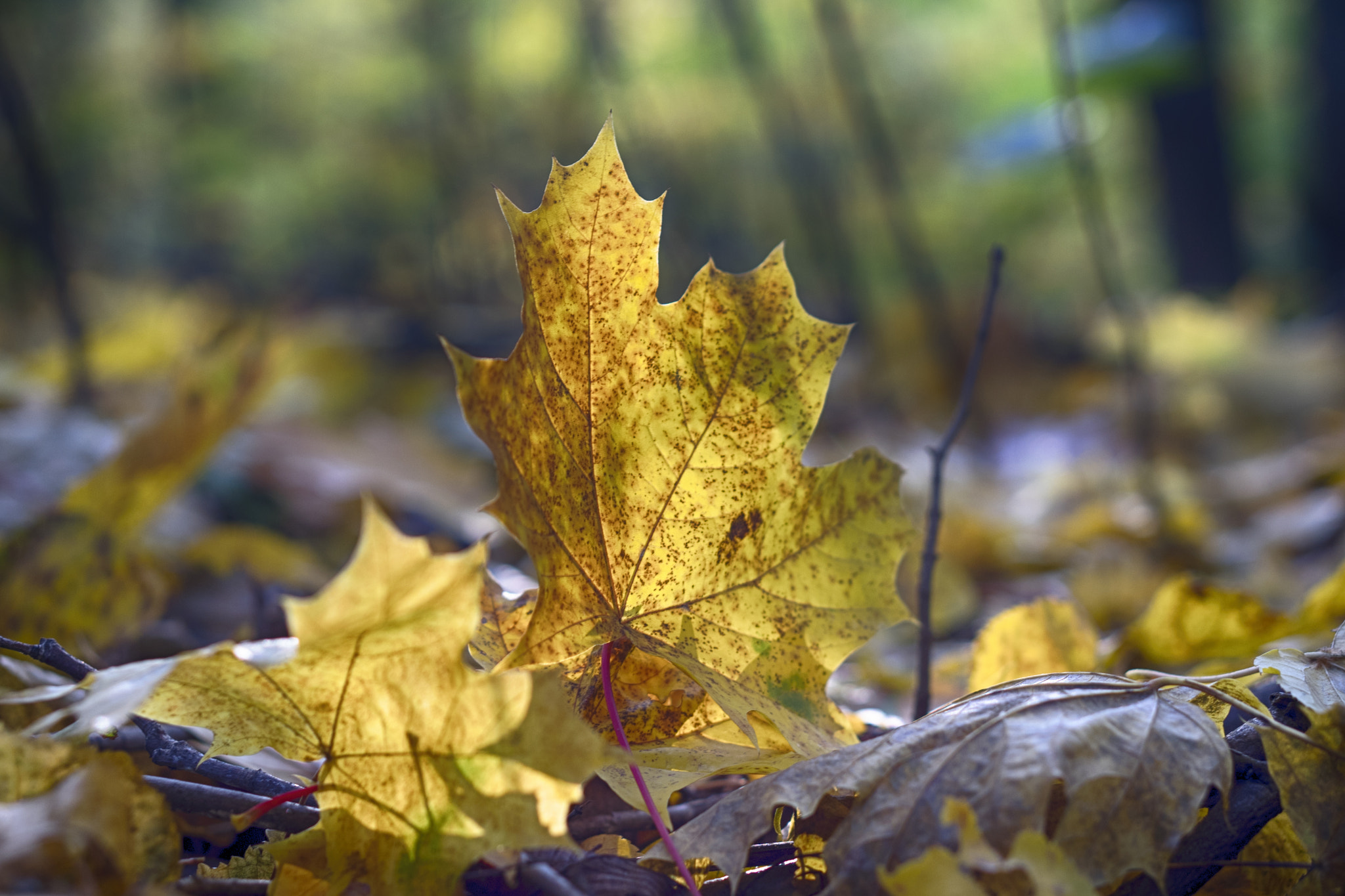 Sony a7 + E 50mm F1.8 OSS sample photo. Very 'original' shot photography