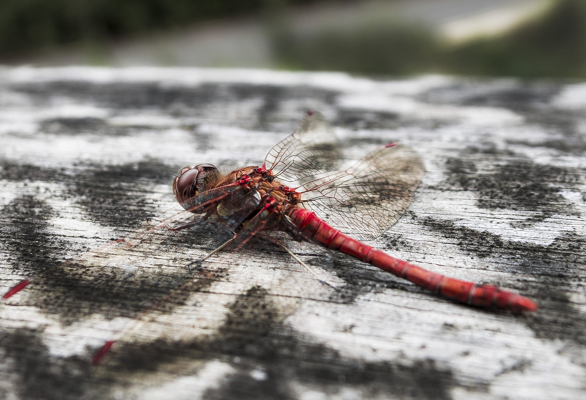 Nikon D3200 + Sigma 17-70mm F2.8-4.5 DC Macro Asp. IF sample photo. Dragonfly photography