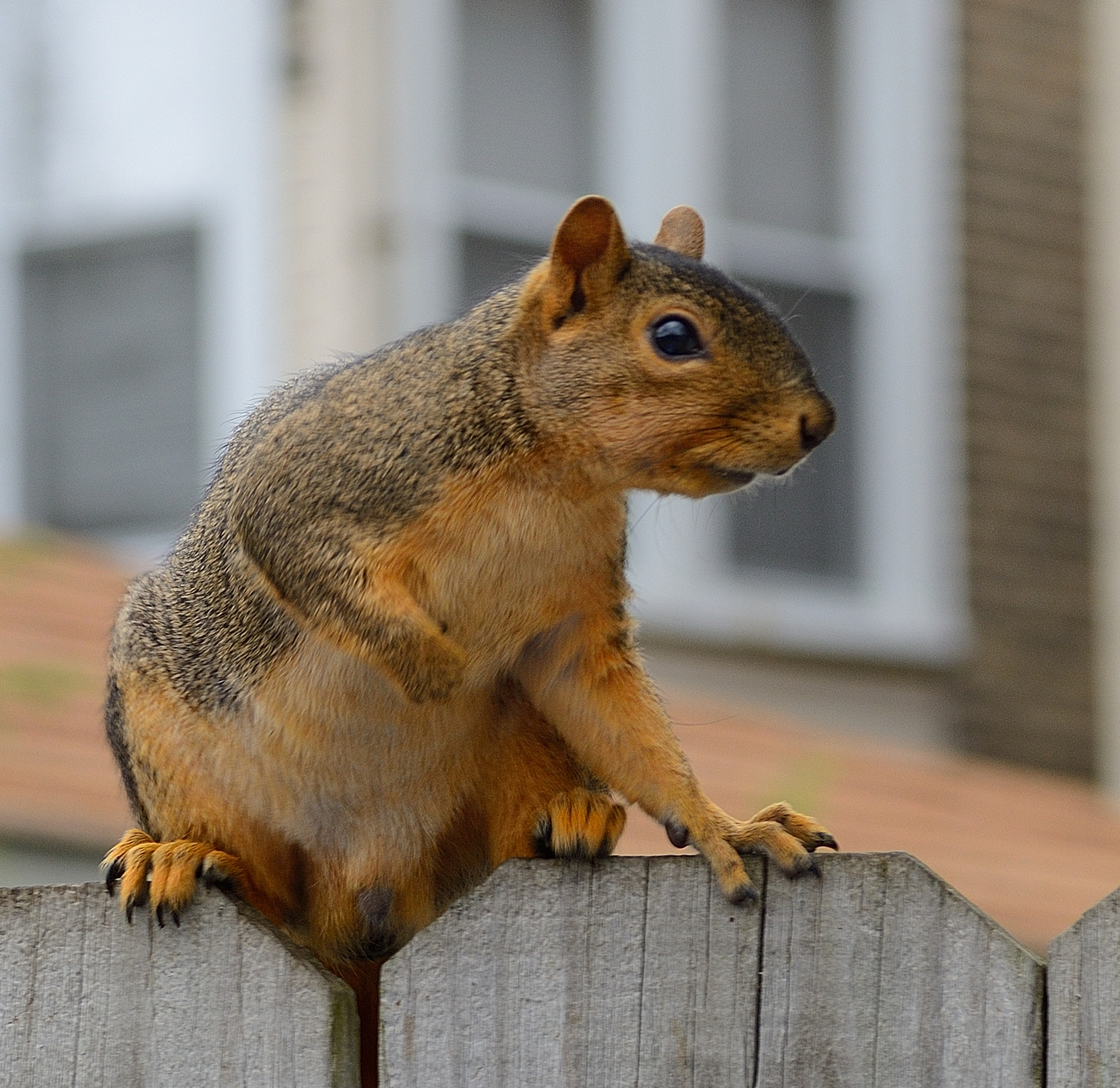 Nikon D7000 sample photo. Squirrels like to pose photography