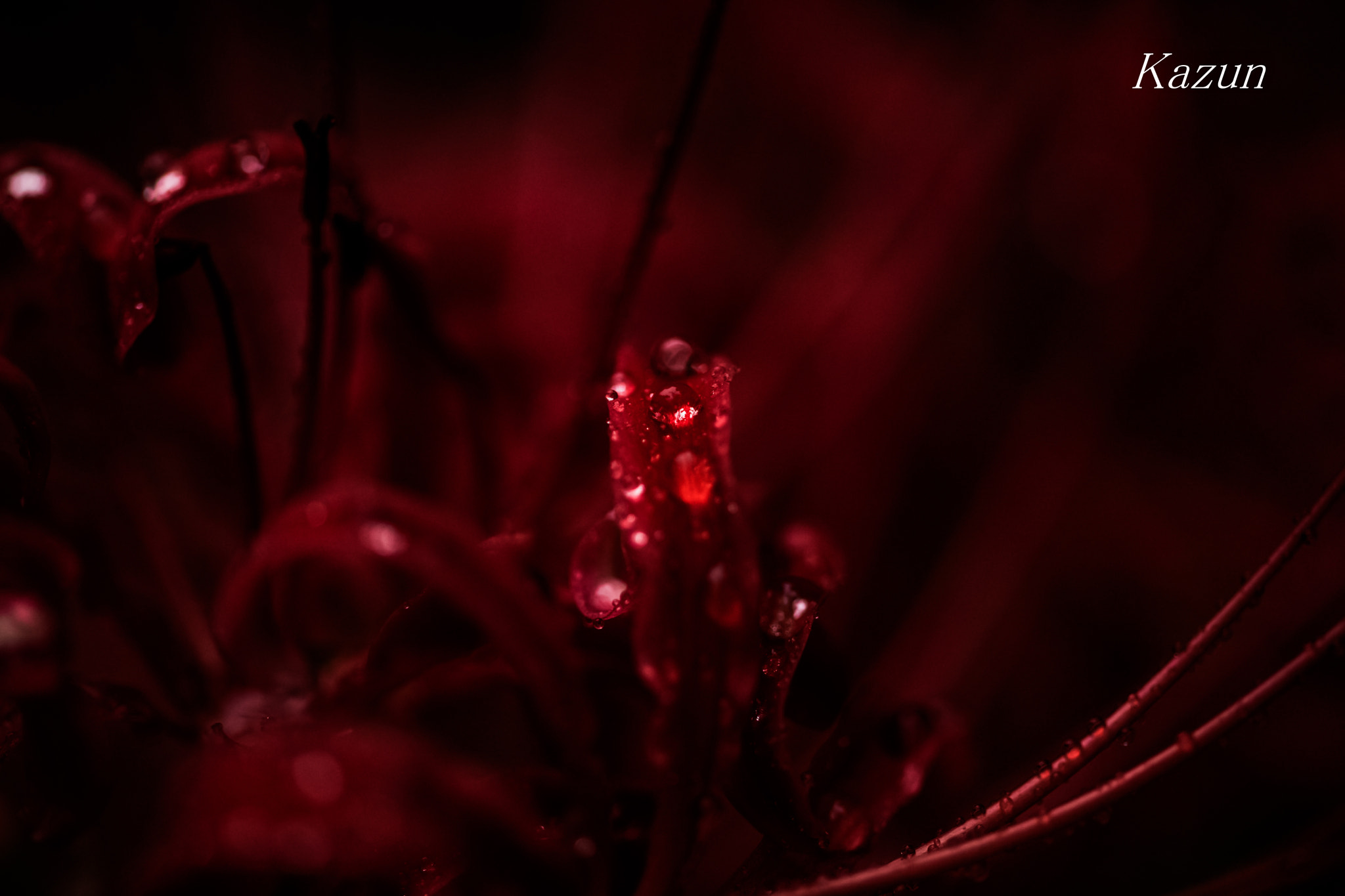Canon EF 180mm F3.5L Macro USM sample photo. Dangerous line! photography