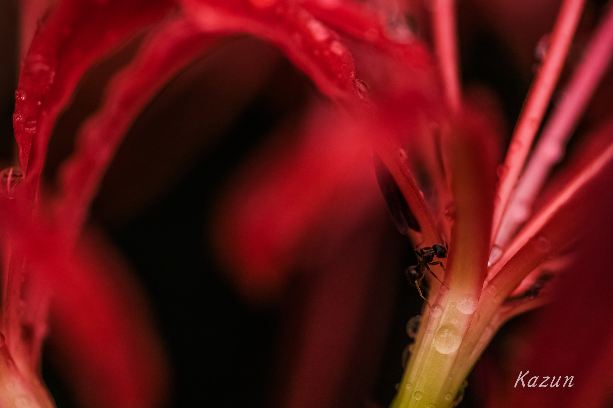 Canon EF 100mm F2.8L Macro IS USM sample photo. Small friend! photography