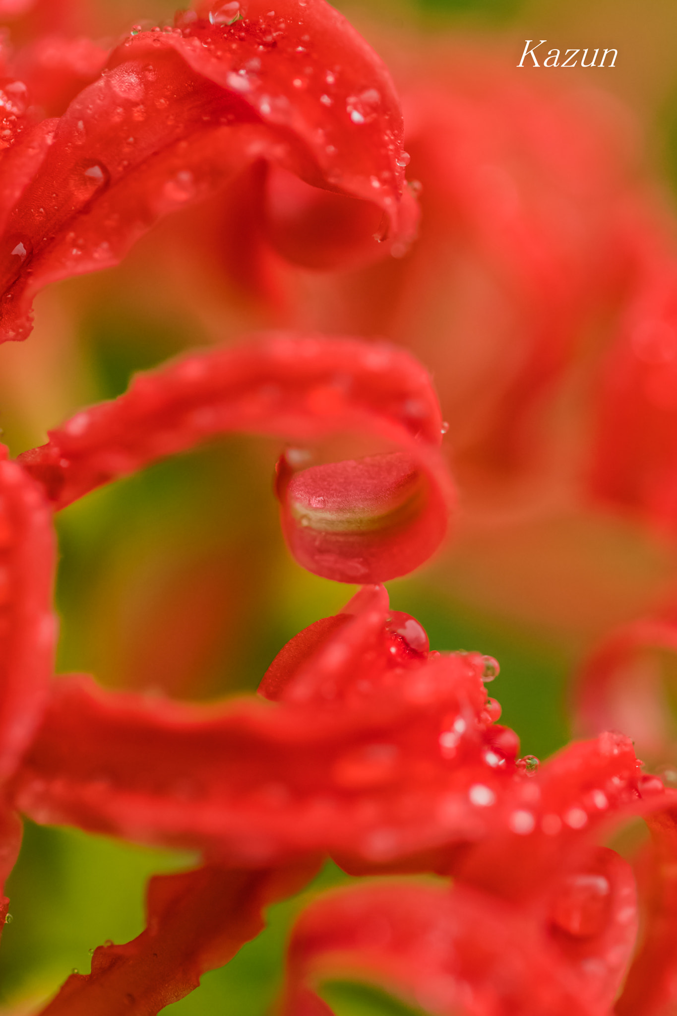 Canon EOS-1D X Mark II + Canon EF 100mm F2.8L Macro IS USM sample photo. Red tongue! photography