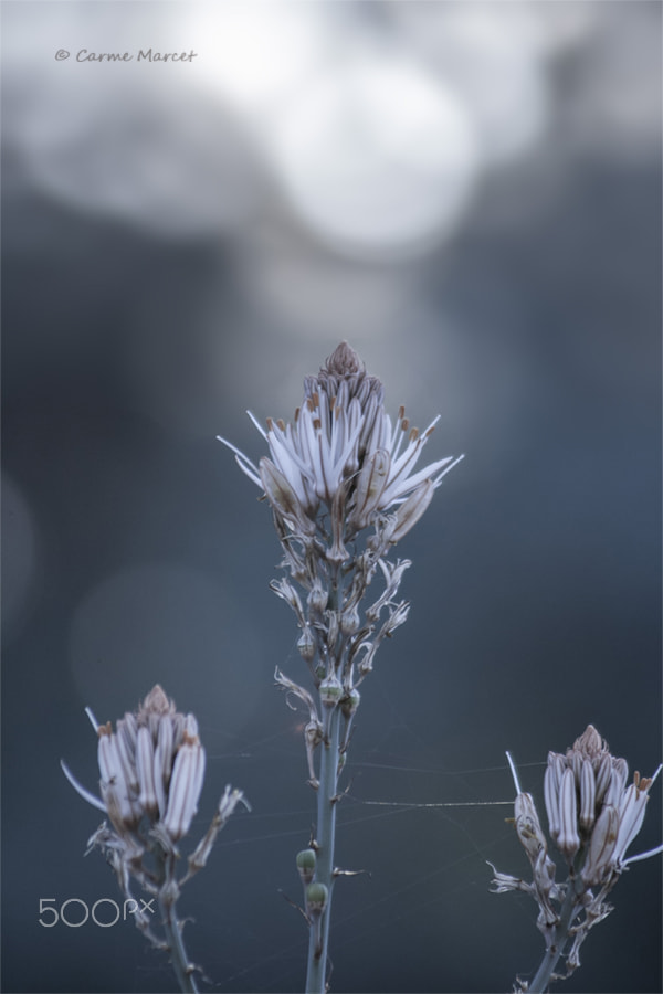 Canon EF 55-200mm F4.5-5.6 II USM sample photo. Backlight bokeh photography