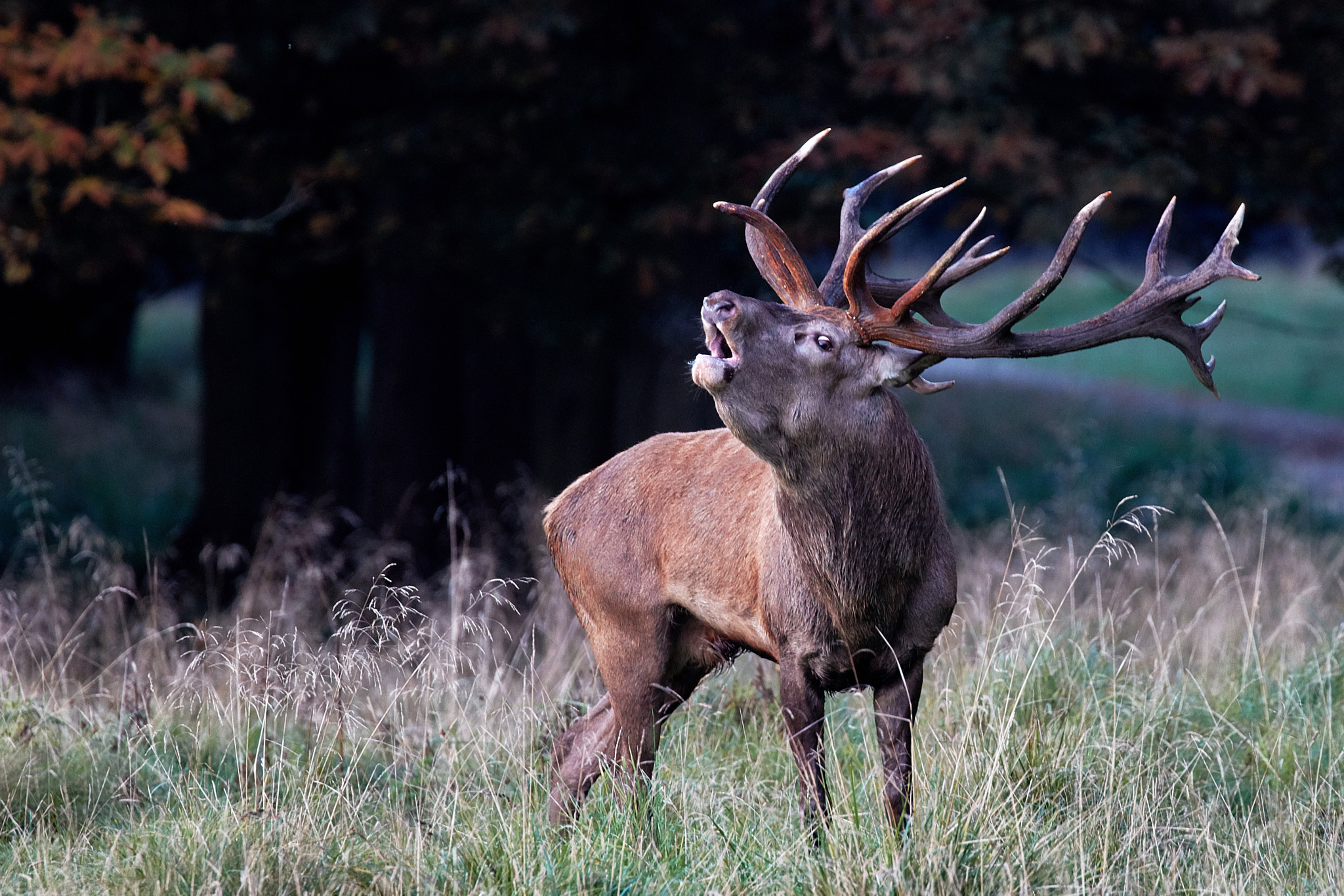 Canon EOS 5DS R + Canon EF 100-400mm F4.5-5.6L IS II USM sample photo. Stag photography