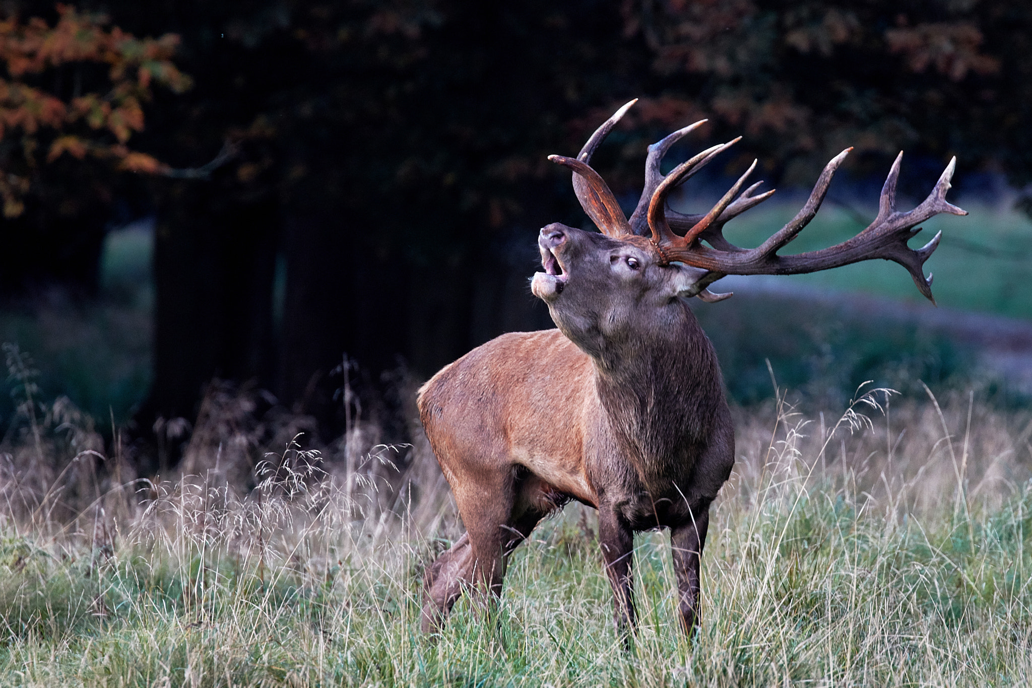 Canon EOS 5DS R sample photo. Stag photography