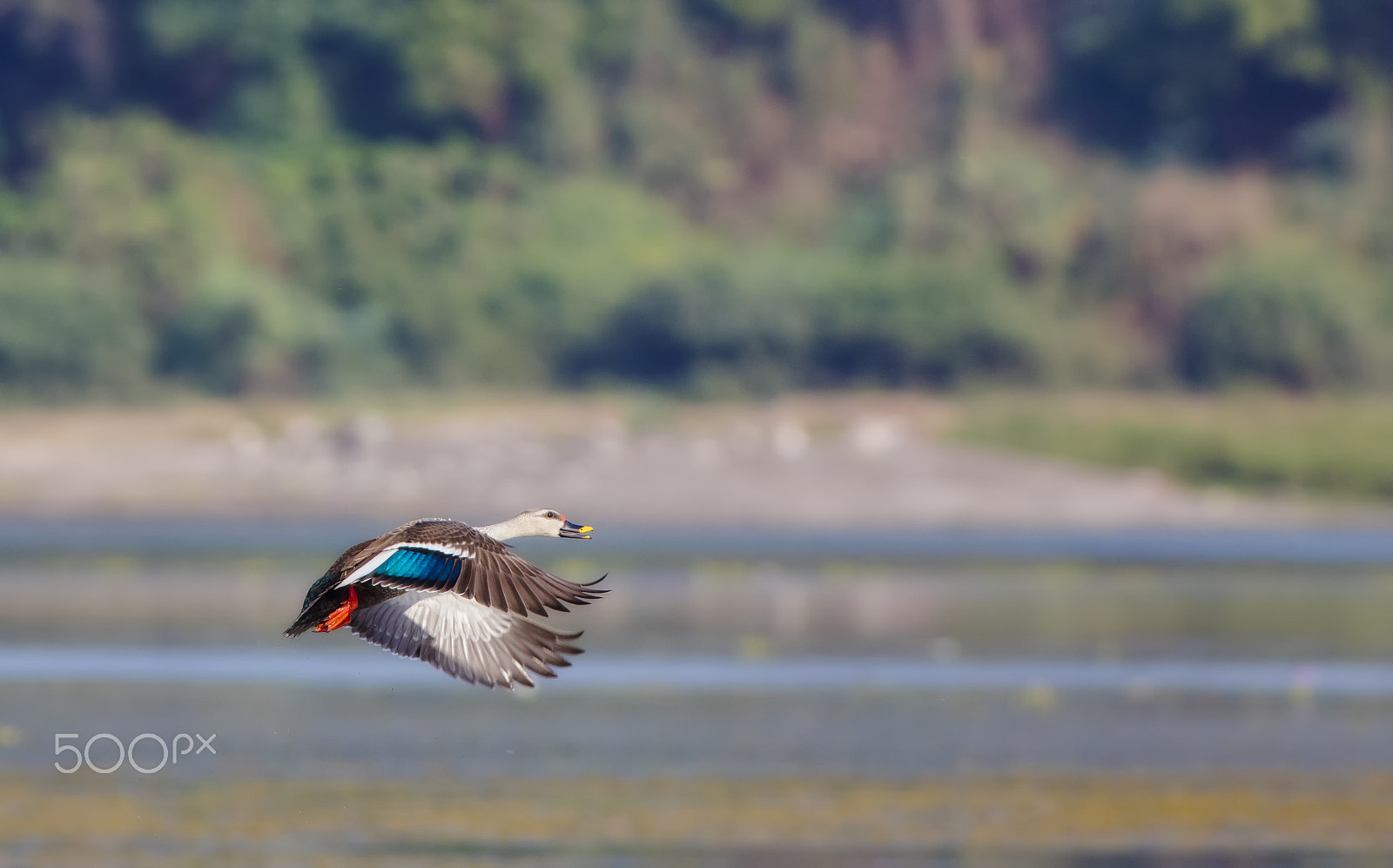 Canon EOS 5DS R + Canon EF 400mm F5.6L USM sample photo. Spot billed duck photography