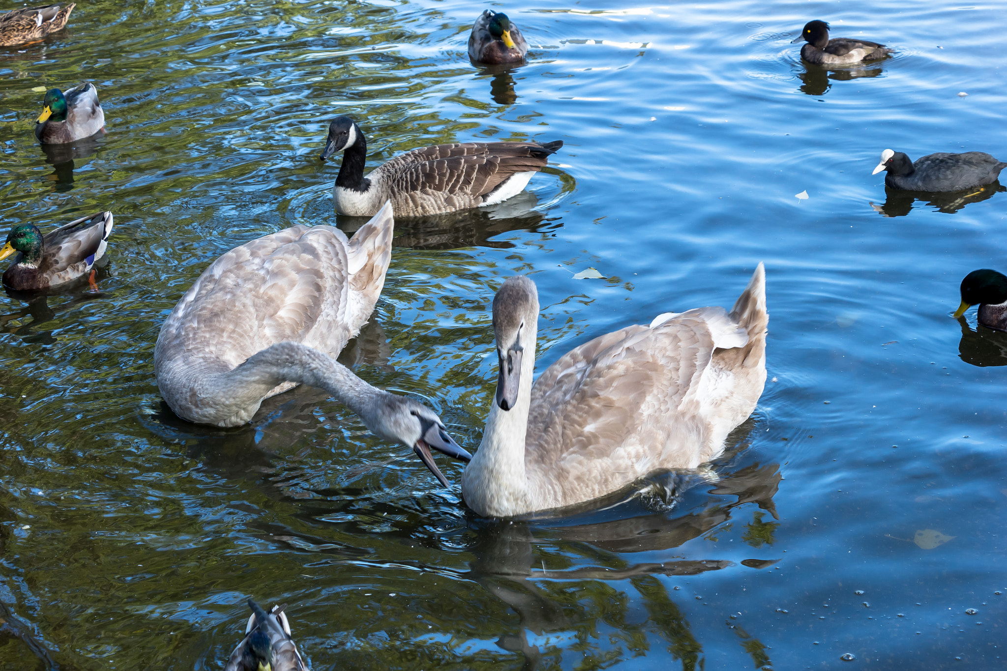 Canon EOS M10 sample photo. Angry bird photography