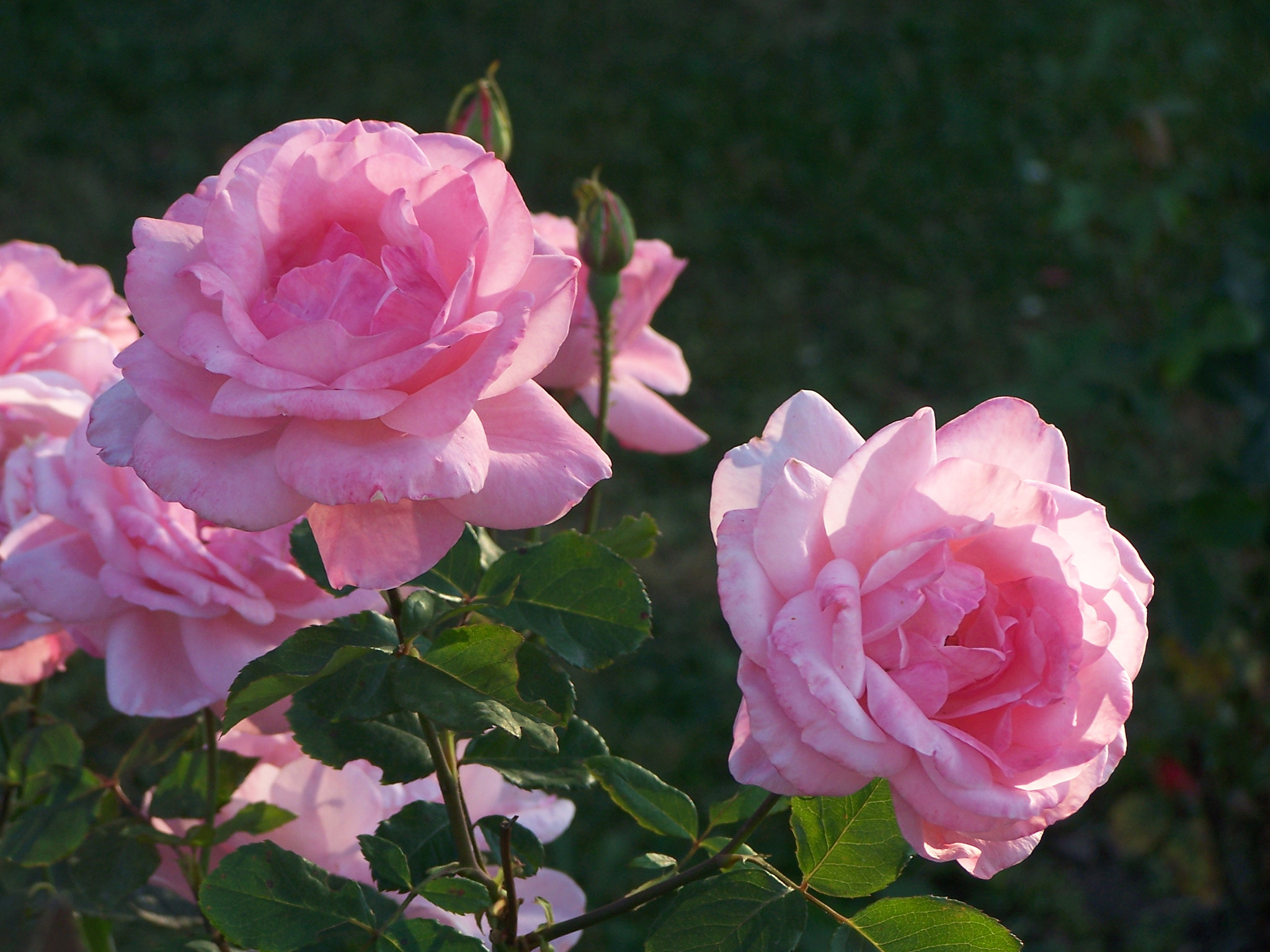 Kodak DX7590 ZOOM DIGITAL CAMERA sample photo. Last roses ... photography
