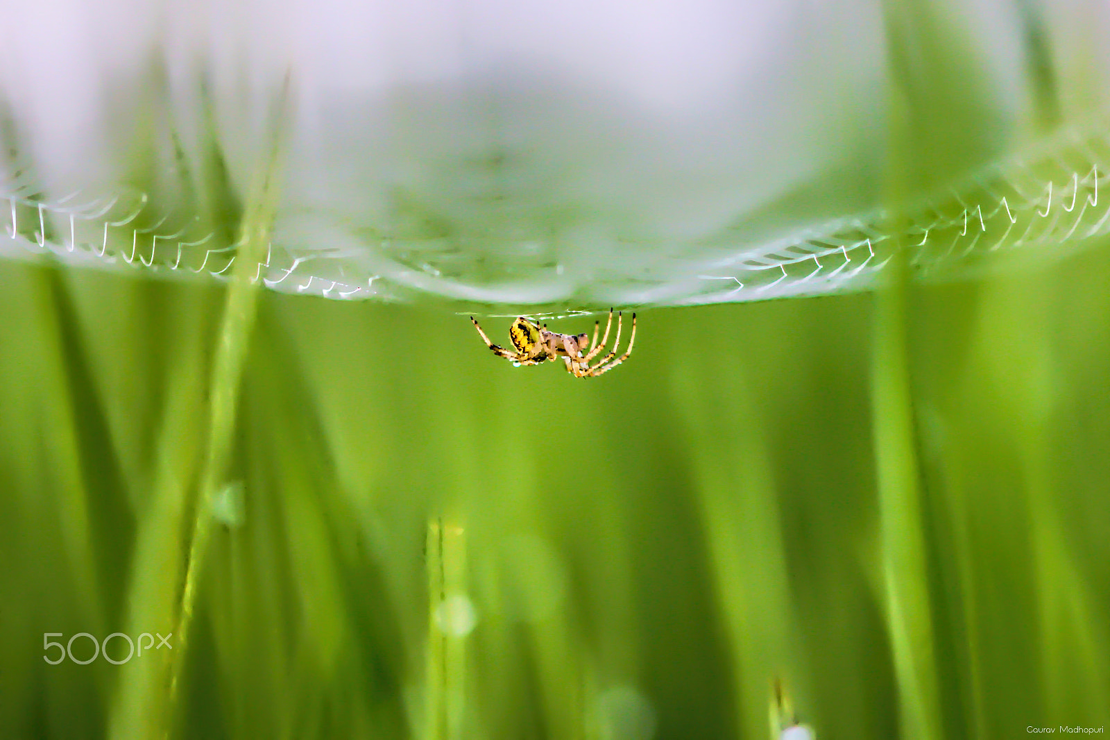 Canon EOS 600D (Rebel EOS T3i / EOS Kiss X5) + Canon EF 100mm F2.8L Macro IS USM sample photo. Orb-weaver spider photography