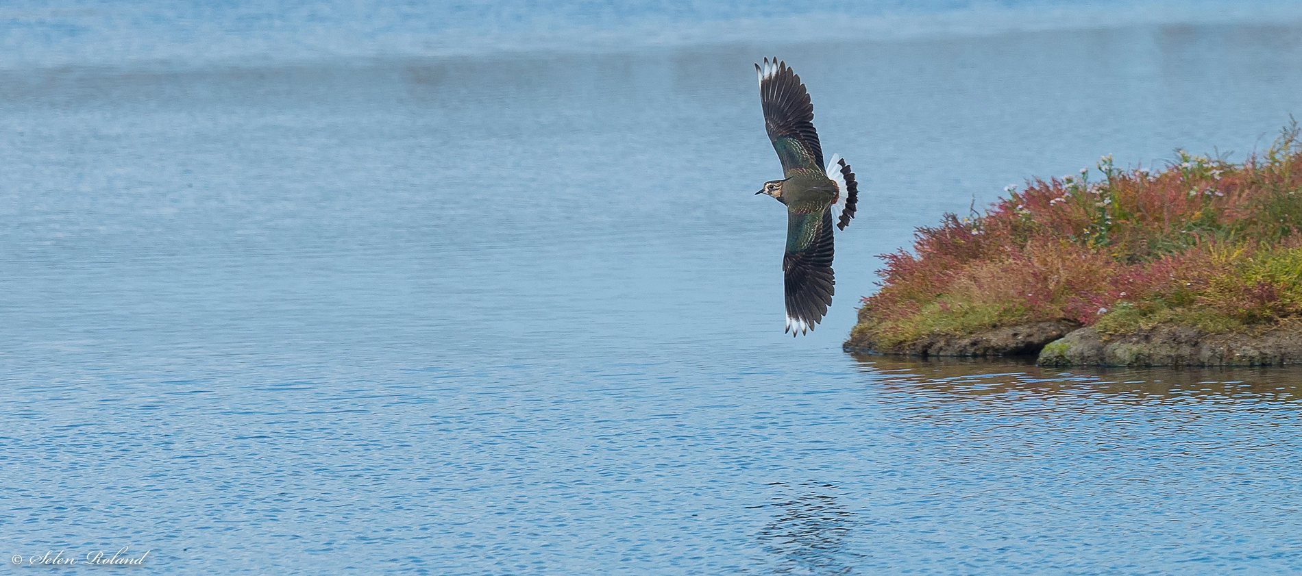 Nikon D4 sample photo. Kievit - lapwing photography