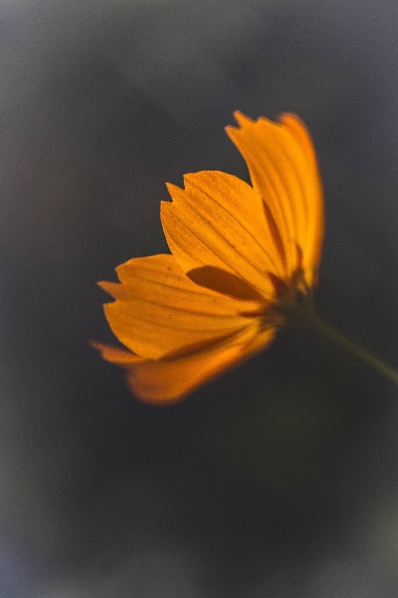 Canon EOS 7D + Canon EF 100mm F2.8L Macro IS USM sample photo. Cosmos au jardin... photography