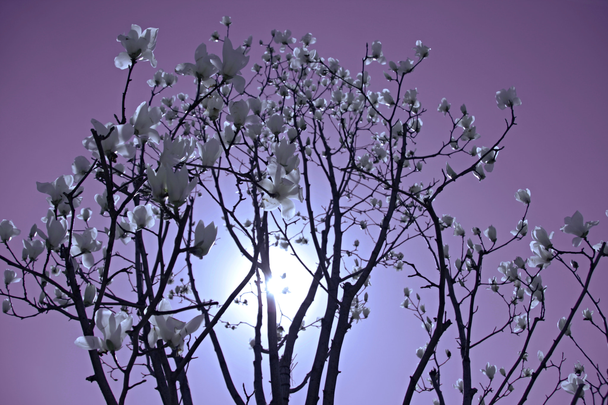Canon EOS 40D sample photo. White magnolia photography