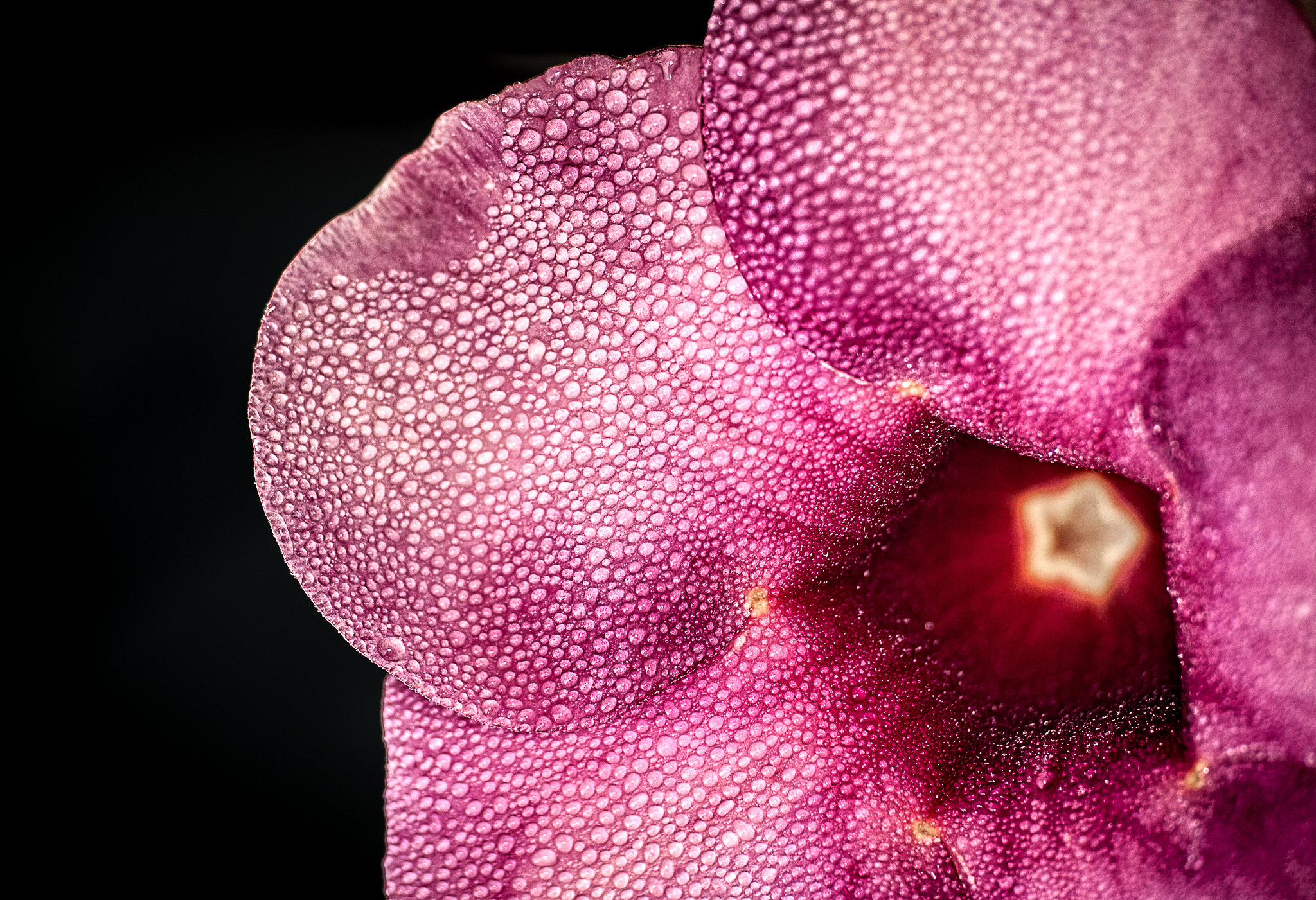 Nikon D40X sample photo. Hibiscus & rain drops photography