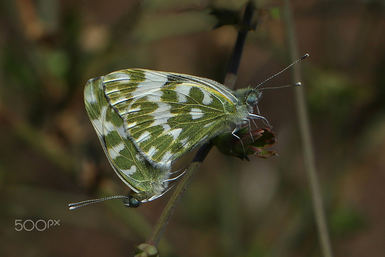 Canon EOS 60D + Canon EF 100mm F2.8L Macro IS USM sample photo. Pieridae /pontia daplidice photography