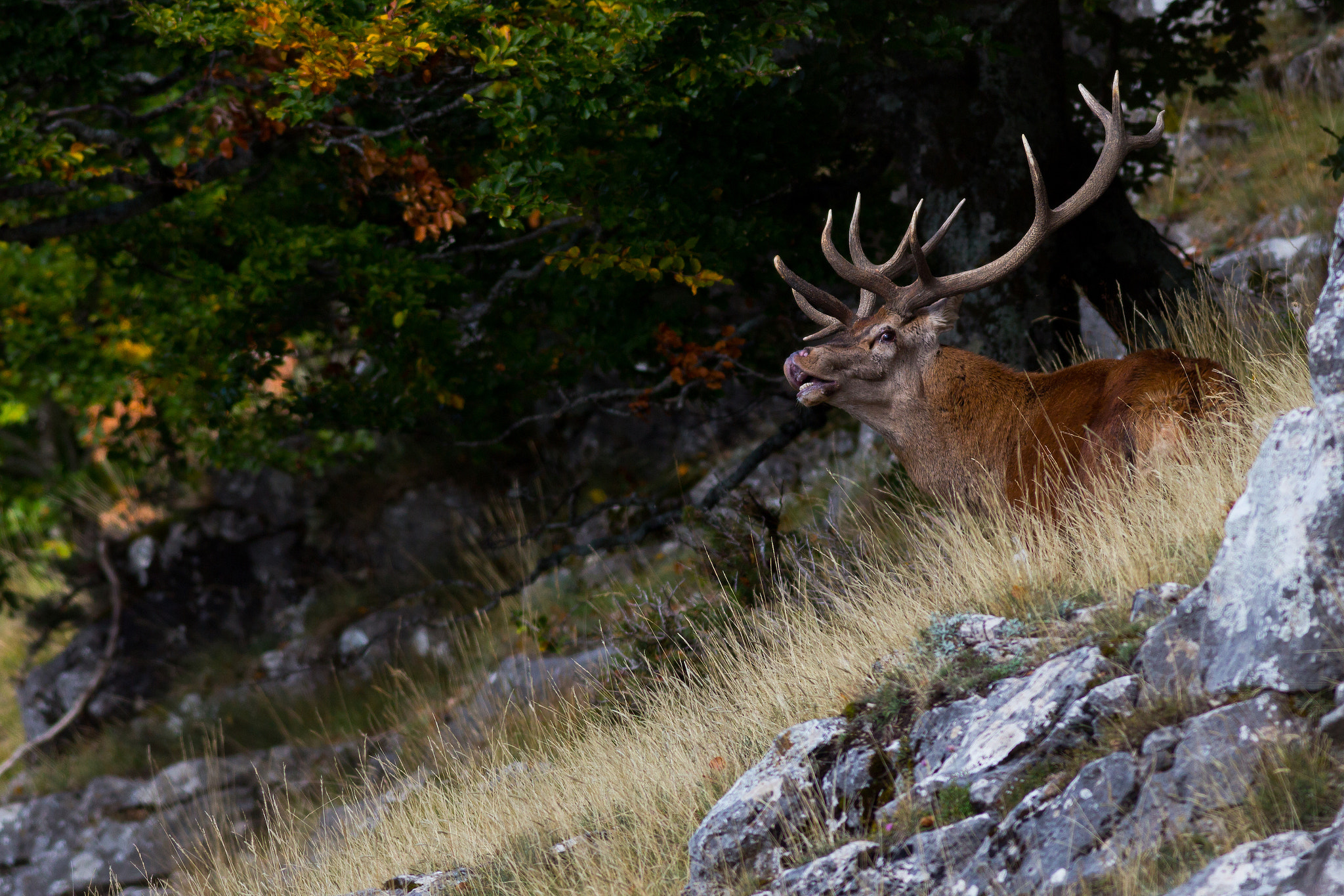 Canon EOS 650D (EOS Rebel T4i / EOS Kiss X6i) + Canon EF 400mm F5.6L USM sample photo. Flehmen photography