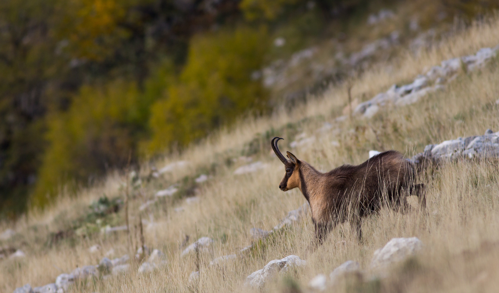 Canon EOS 650D (EOS Rebel T4i / EOS Kiss X6i) + Canon EF 400mm F5.6L USM sample photo. Chamois photography