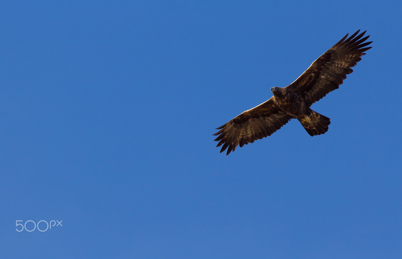 Canon EOS 650D (EOS Rebel T4i / EOS Kiss X6i) + Canon EF 400mm F5.6L USM sample photo. The proudness of the eagle photography