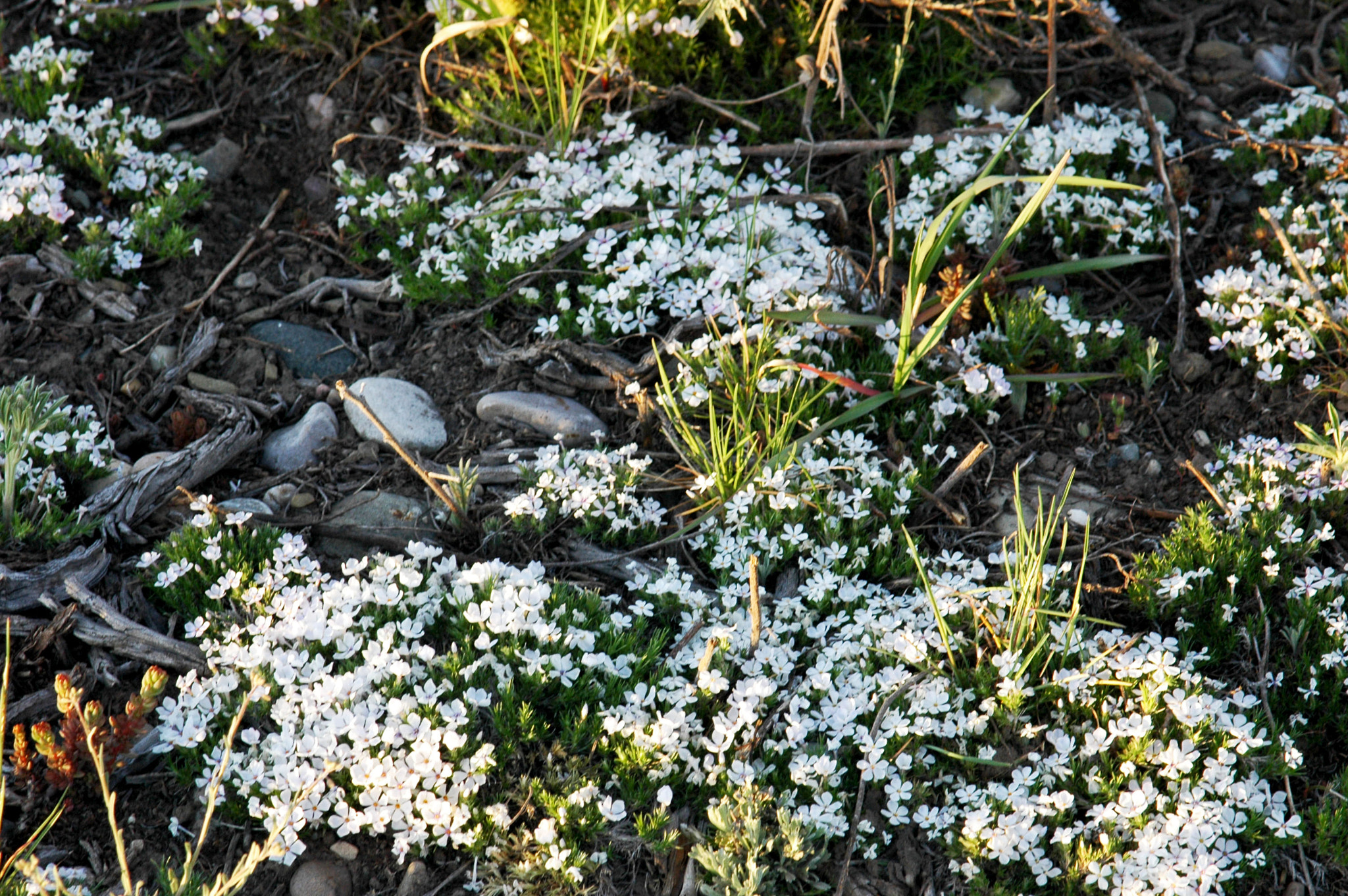 AF Zoom-Nikkor 24-120mm f/3.5-5.6D IF sample photo. Flowers in wild photography