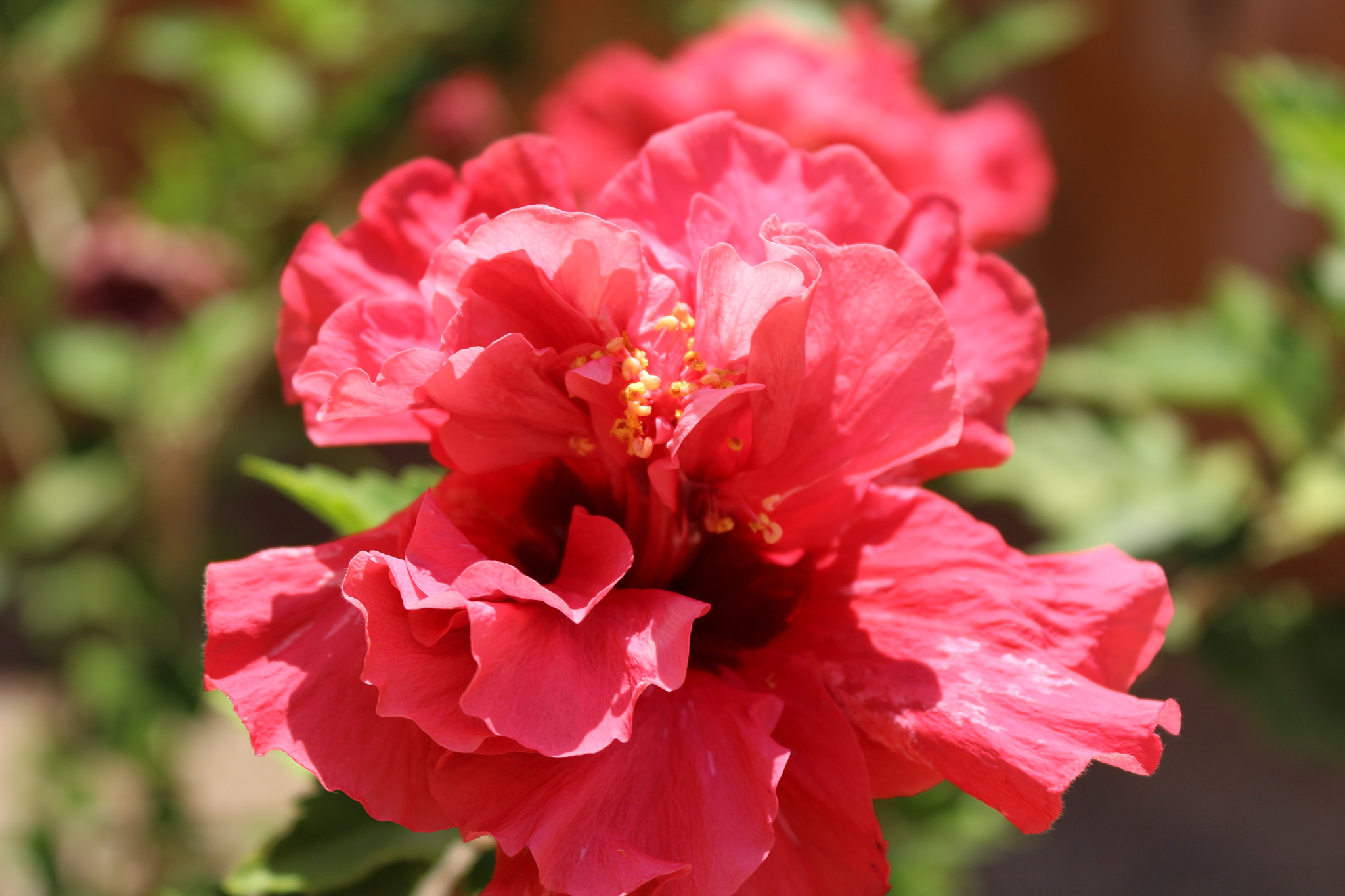 Canon EOS 100D (EOS Rebel SL1 / EOS Kiss X7) sample photo. Pink flower photography