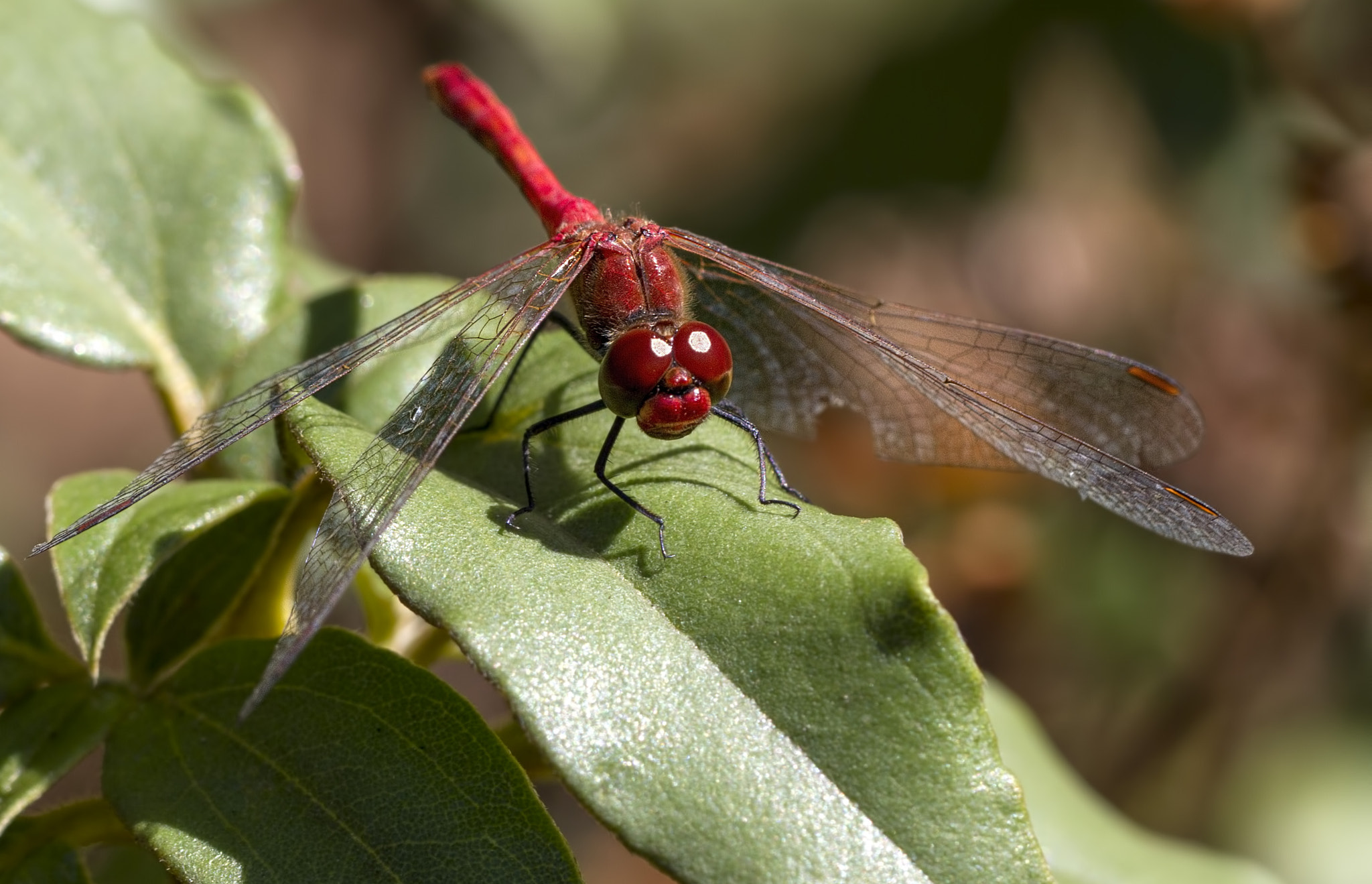 Canon EOS 7D + Canon EF 100mm F2.8L Macro IS USM sample photo. Dragonfly... photography