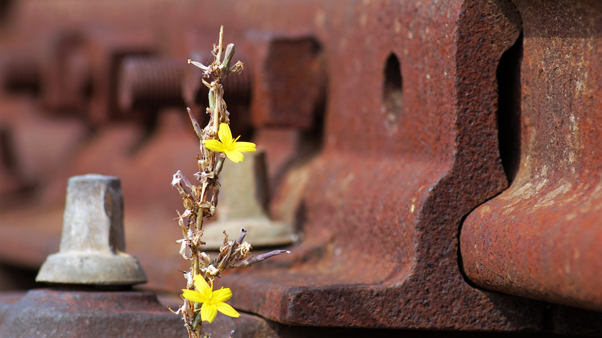 Sony Alpha a5000 (ILCE 5000) sample photo. Chemin de fer photography