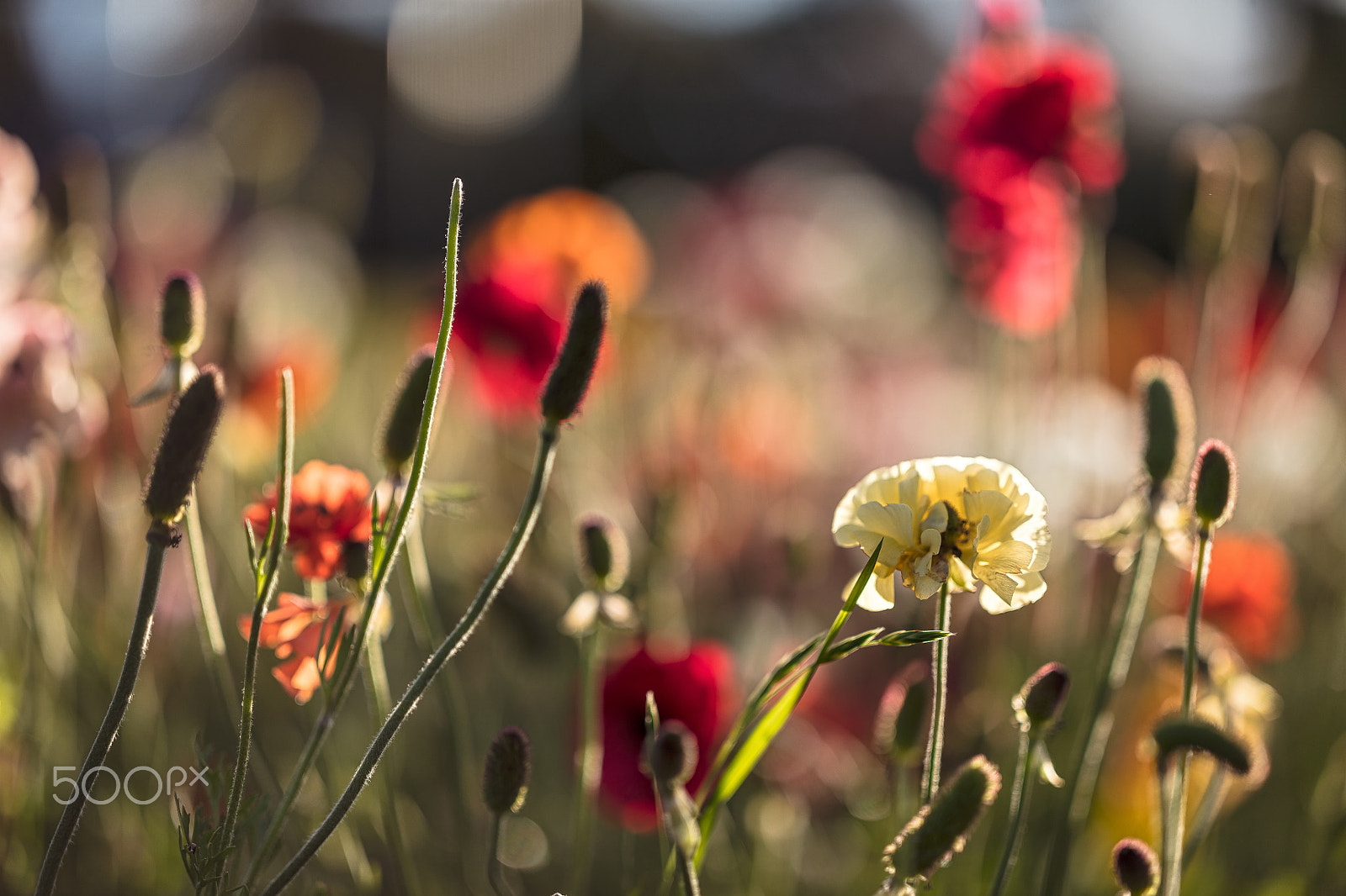 ZEISS Otus 85mm F1.4 sample photo. Otus bokeh photography