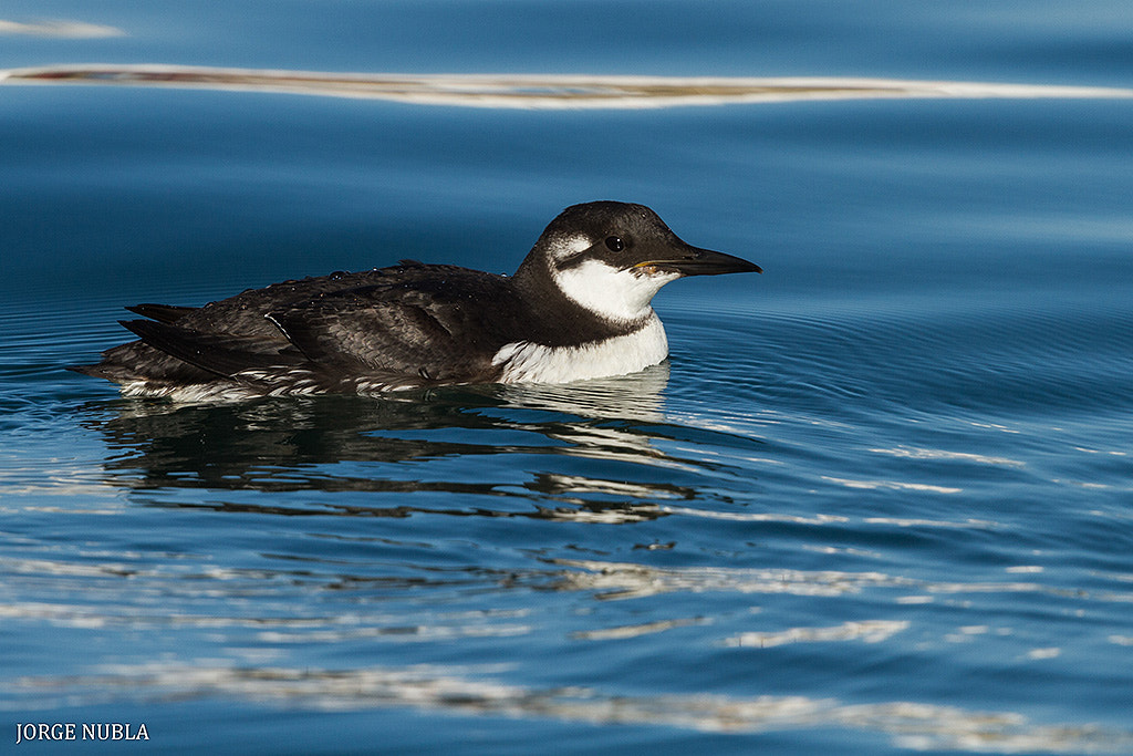 Canon EF 500mm F4L IS II USM sample photo. Arao común (uria aalge). photography